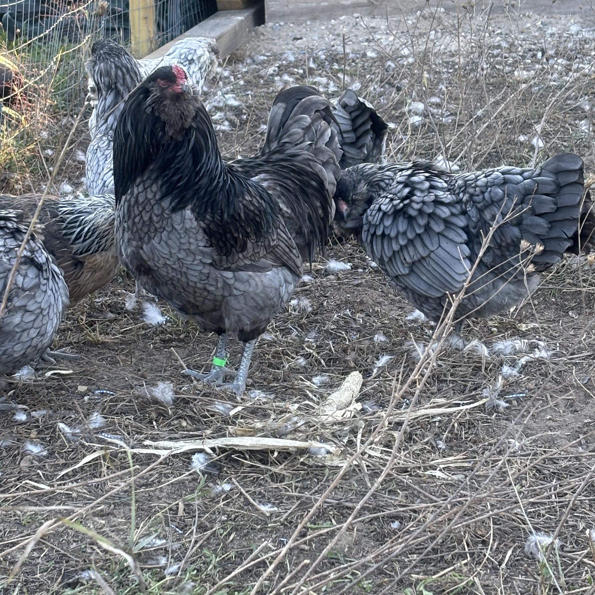 Michigan Chickens & More. | All birds need to be gone within the next ...