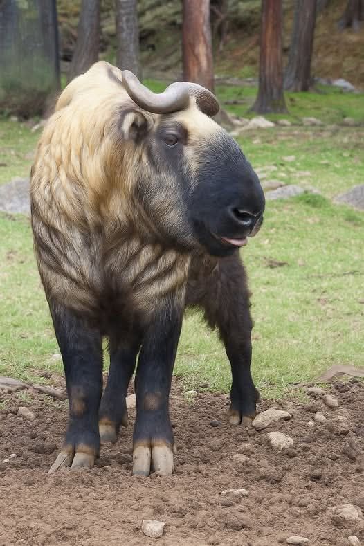 The pure spirit of animals