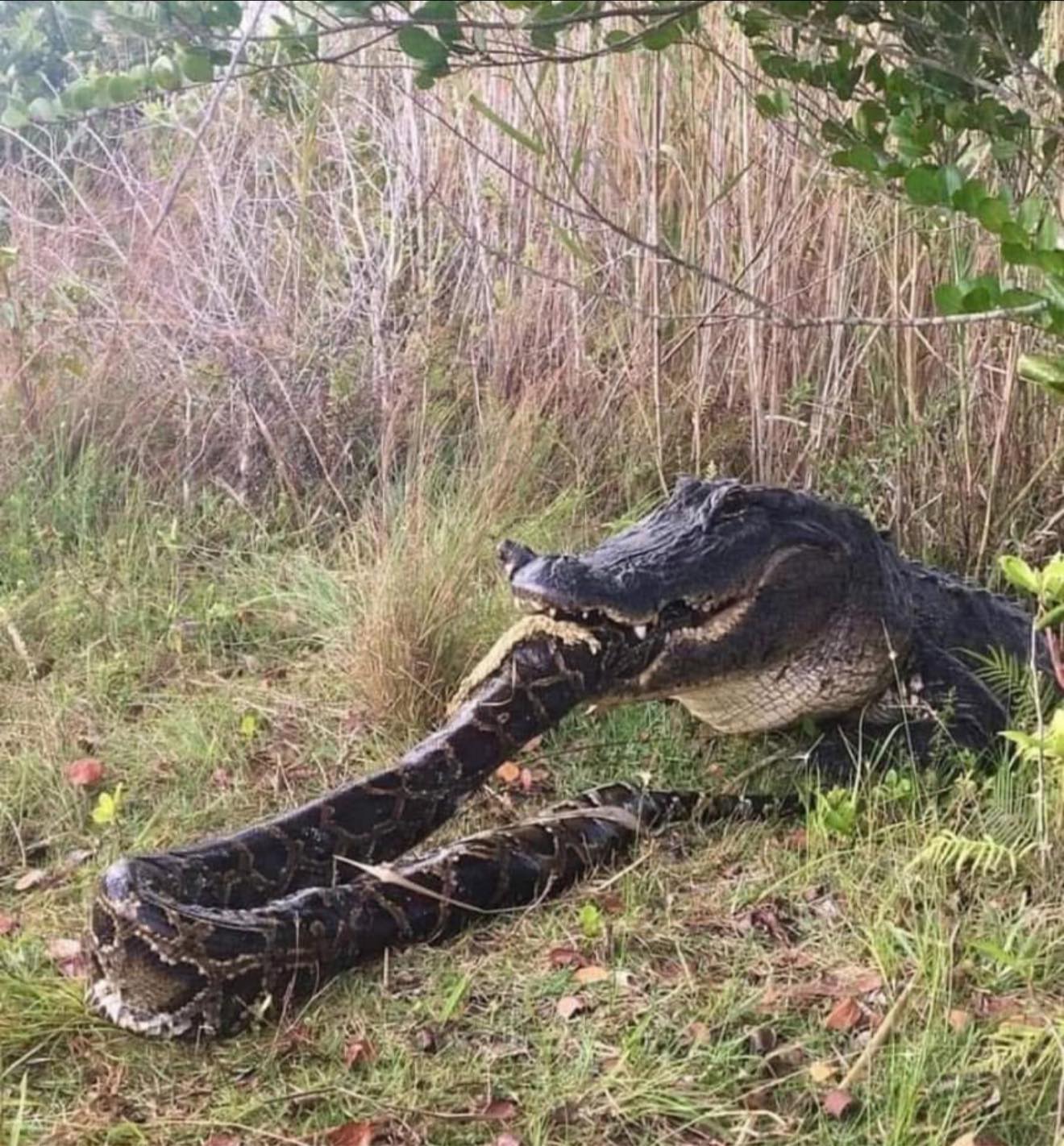 Asstrozen - The two largest predators in Florida’s swamp ecosystem ...