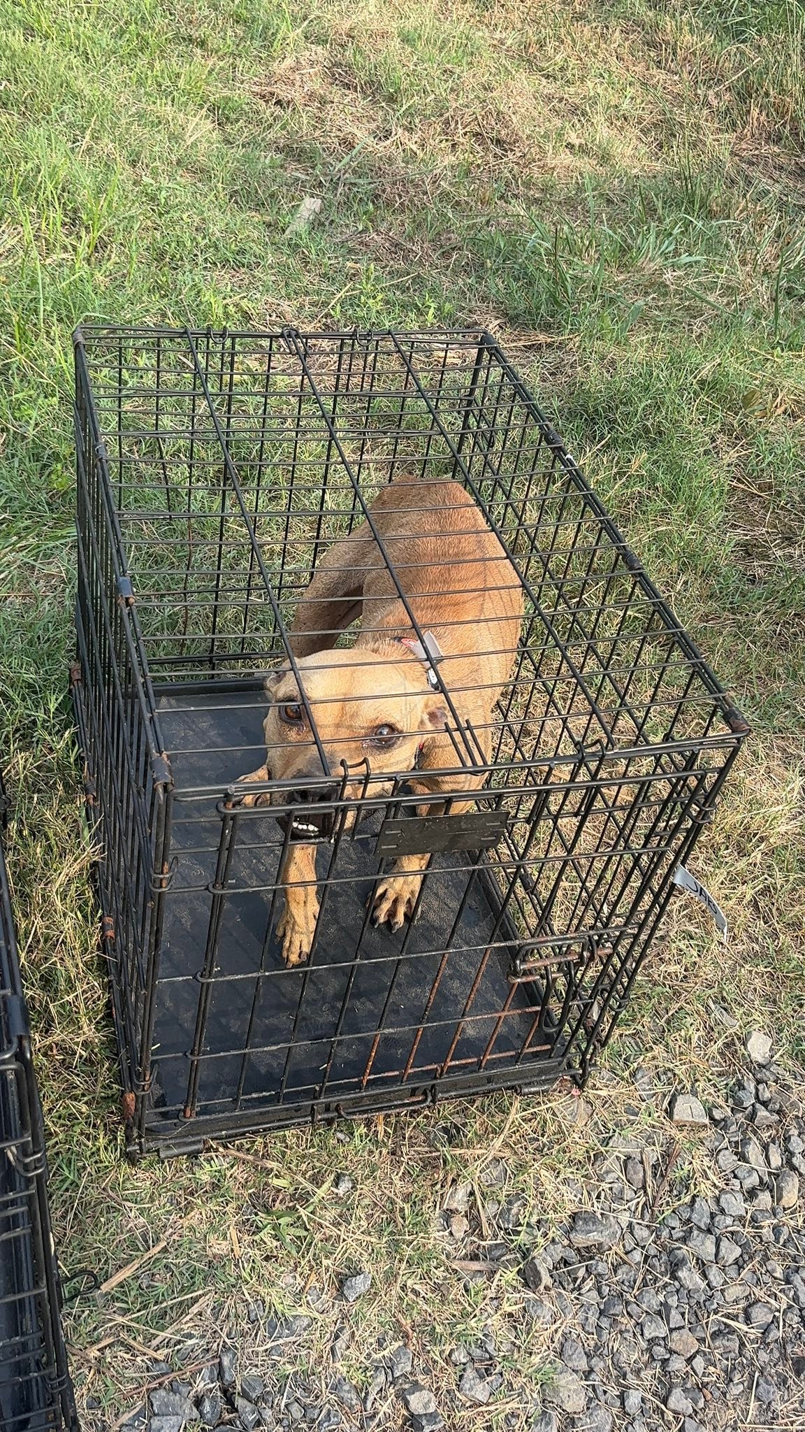 Jak's Second Chance... - Jak's Second Chance Rescue Ranch
