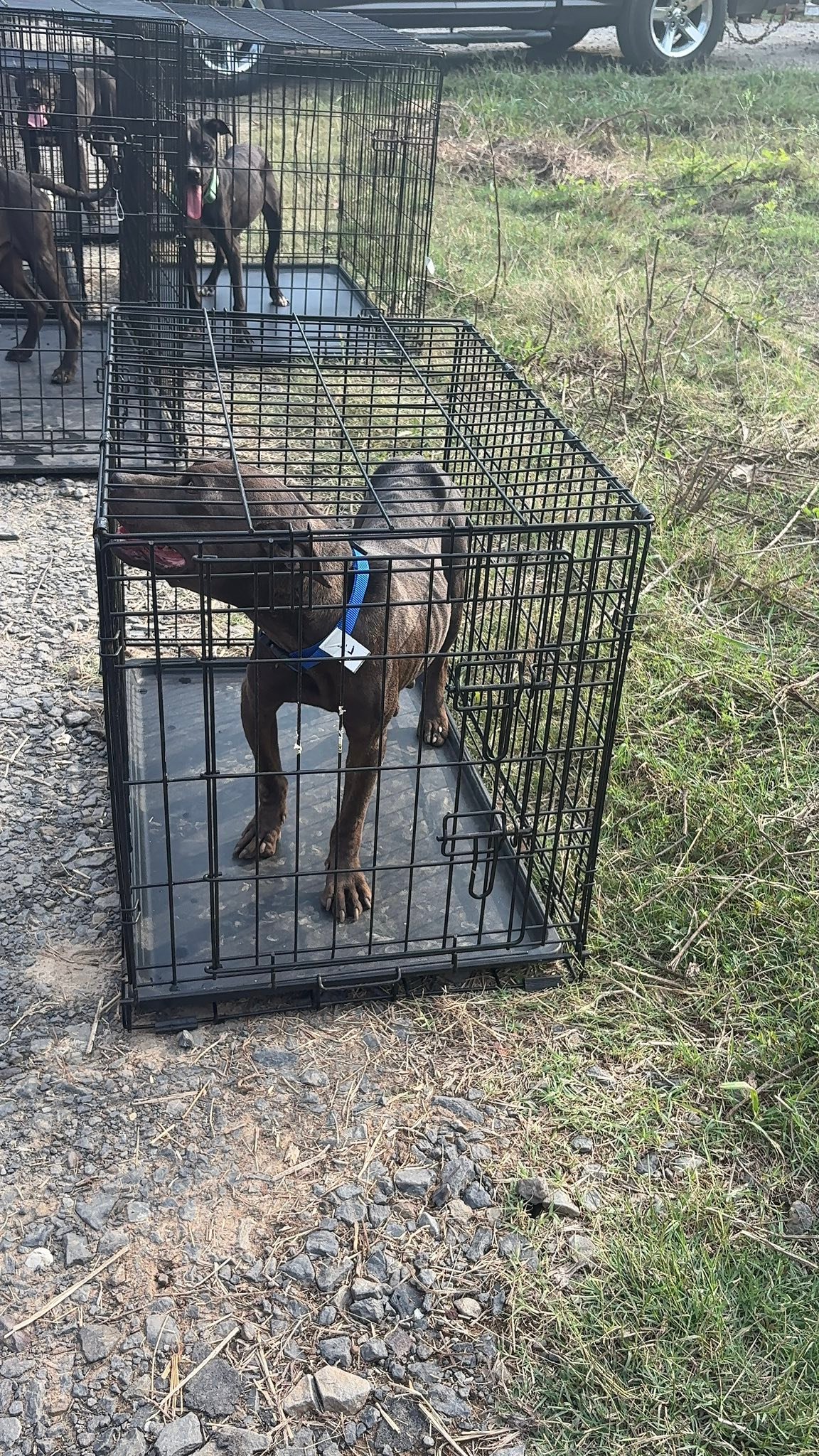 Jak's Second Chance... - Jak's Second Chance Rescue Ranch
