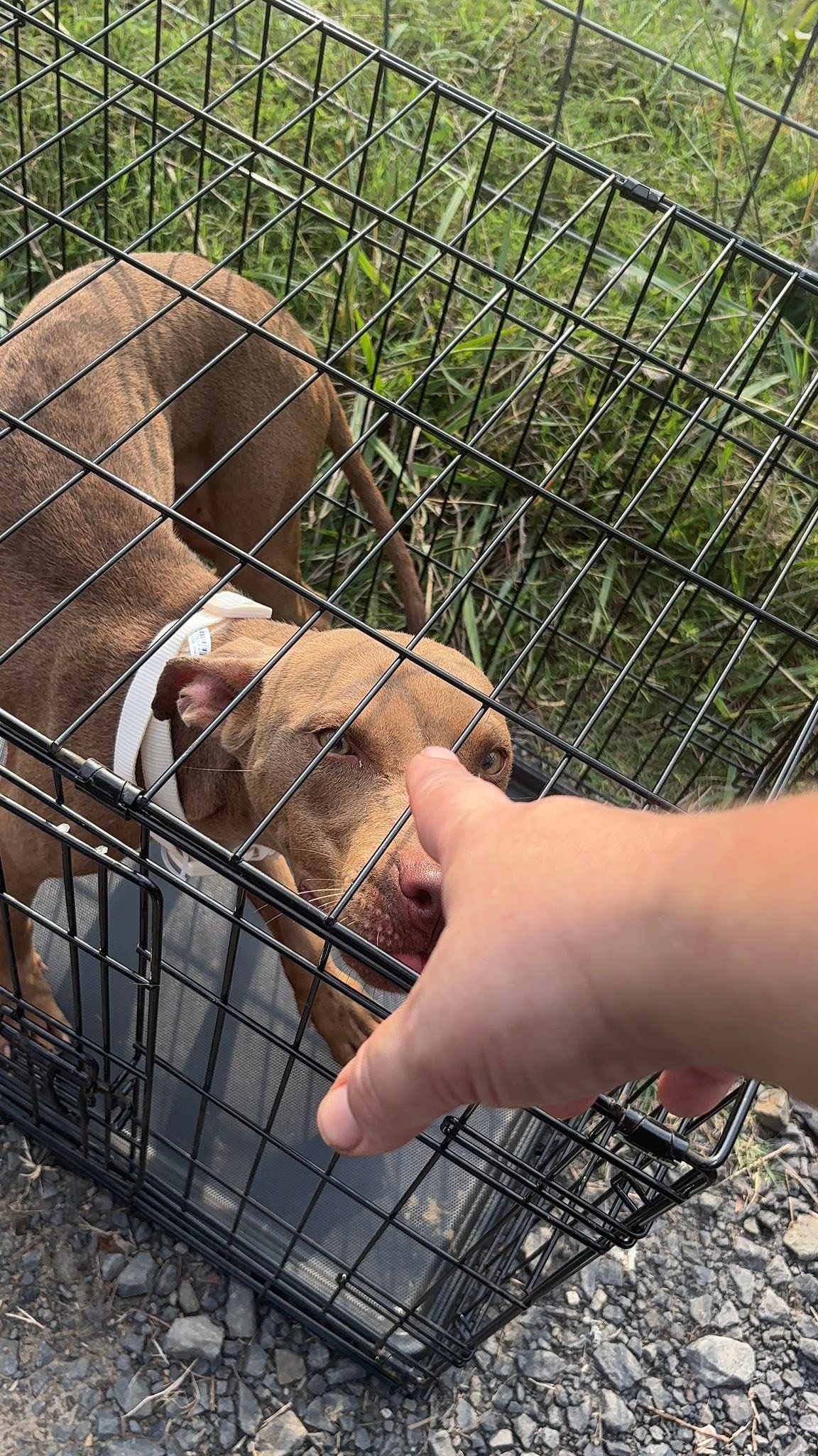 Jak's Second Chance... - Jak's Second Chance Rescue Ranch
