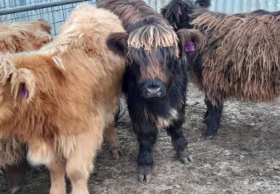 Rob Miniature Cattle Ranch