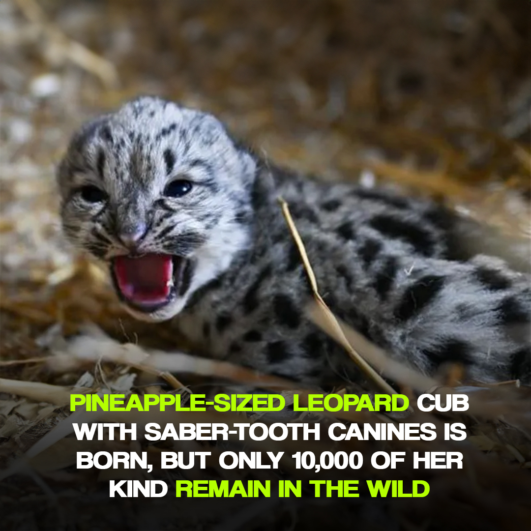 Our clouded leopard cubs officially have names! Meet Jade and Dzi