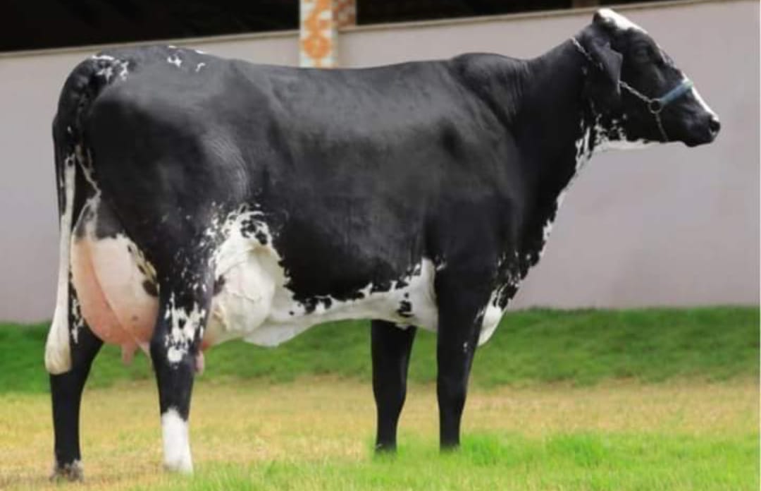 Bodla Dairy Farm | Gujrat