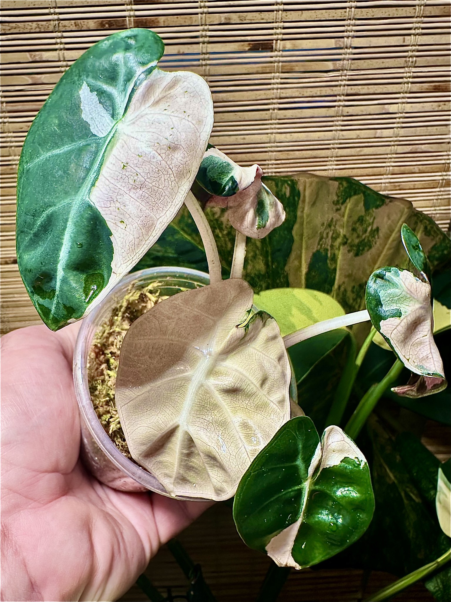 Alocasia 'Balloon Heart' pink variegated 🩷 My Valentine's fave