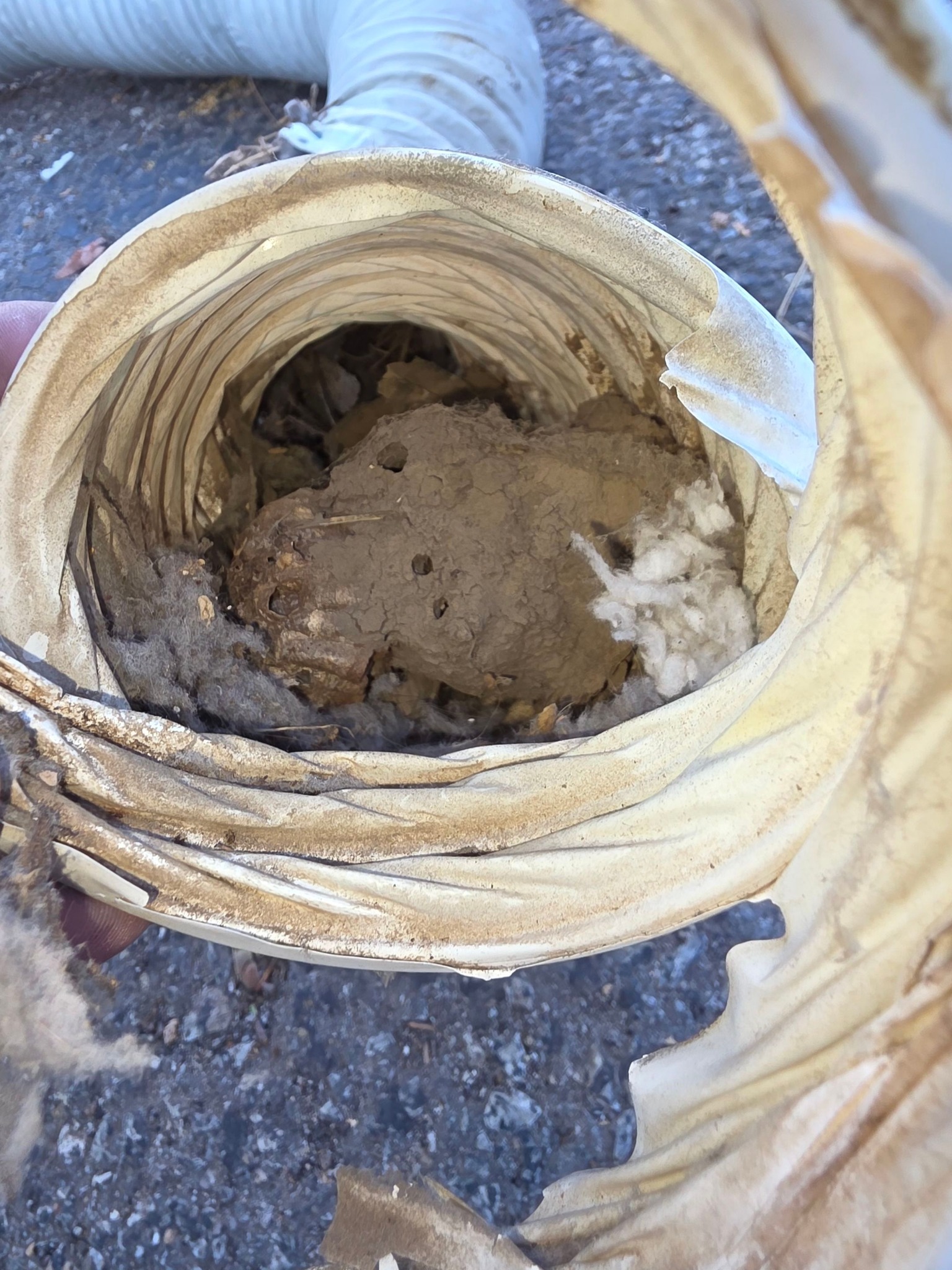 Dryer - Poorly constructed or neglected vents can fall out of code ...