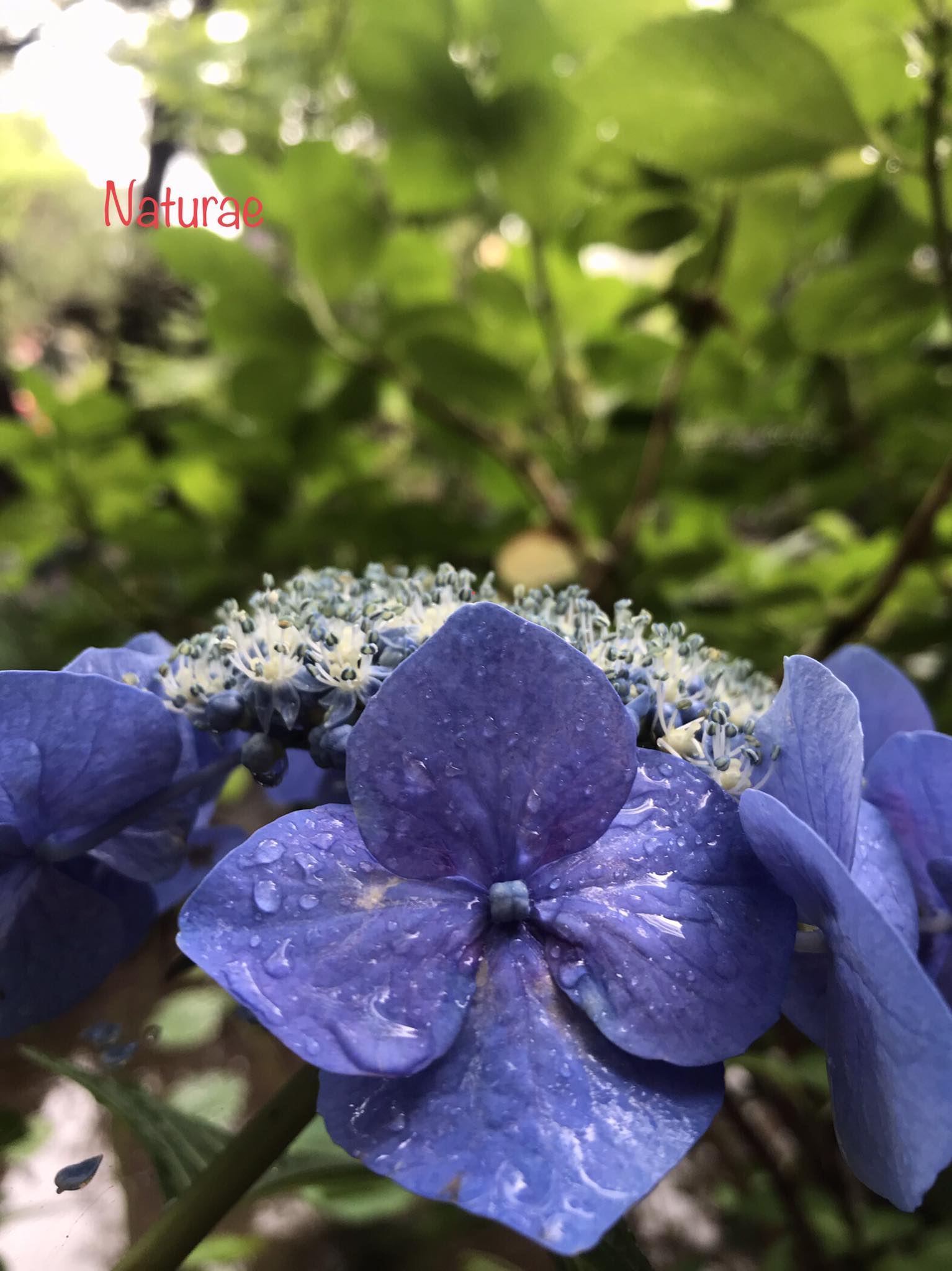 おはようございます。楽しい一日になりますように。 Good Morning! May 