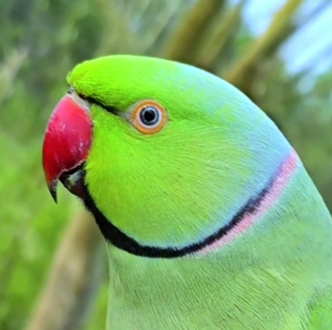 Cute Parrot Eating Its Favorite Food #reels #viral #funny #food #eating ...