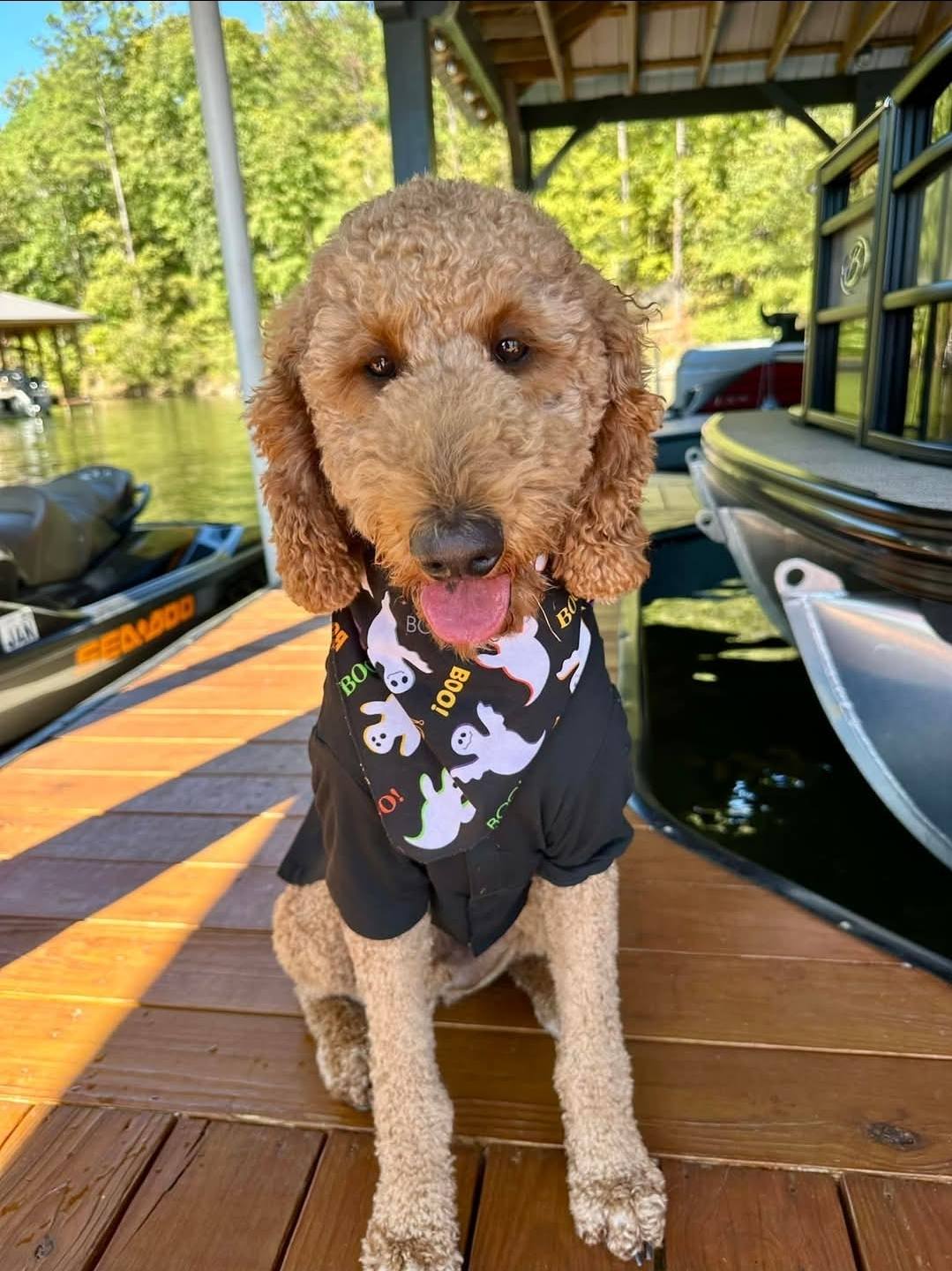Even the fur babies have a... - Boo Bash on Logan Martin | Facebook