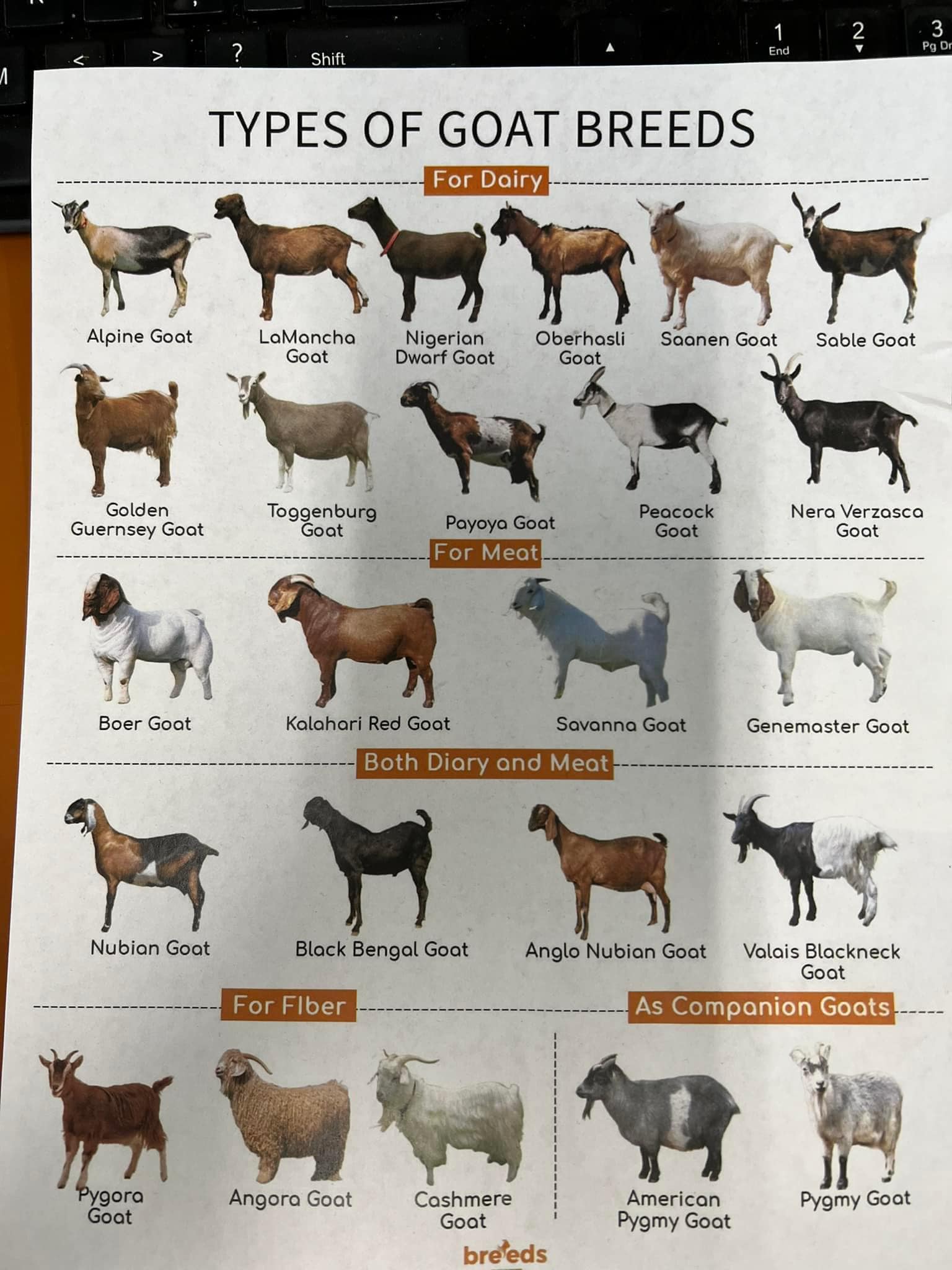 Get to know Goats 🐐 #goats #morrisranch18