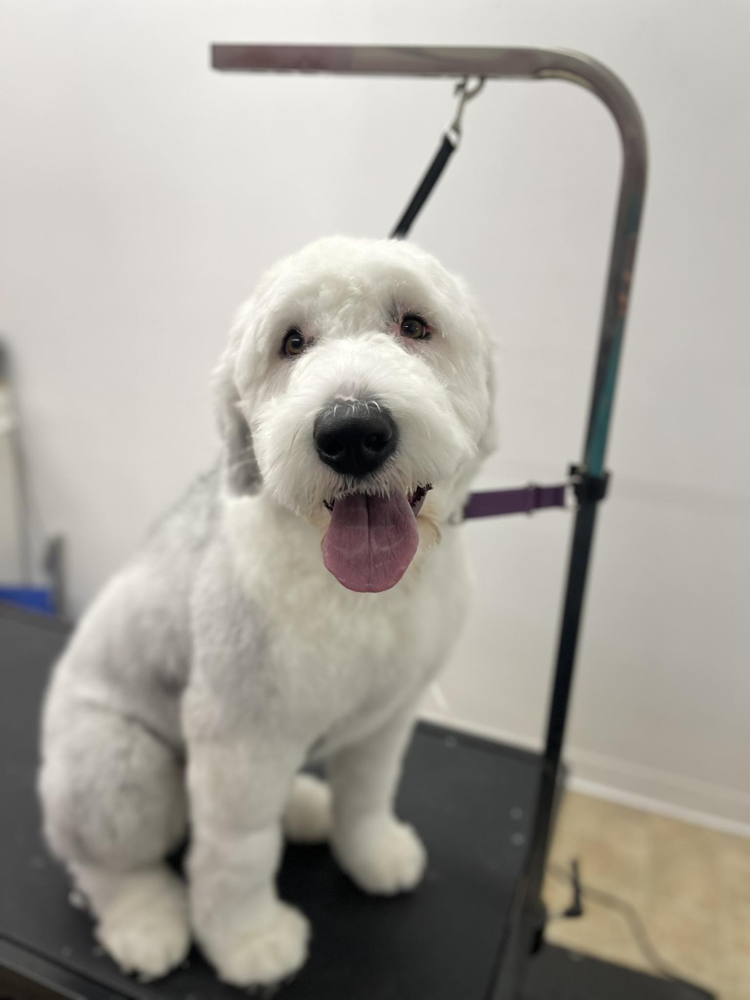 Cuts&Dogs grooming added a new photo. - Cuts&Dogs grooming