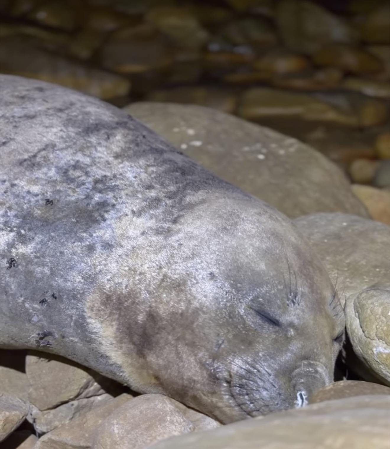 We came across a post... - Stranded Marine Animal Rescue Team | Facebook