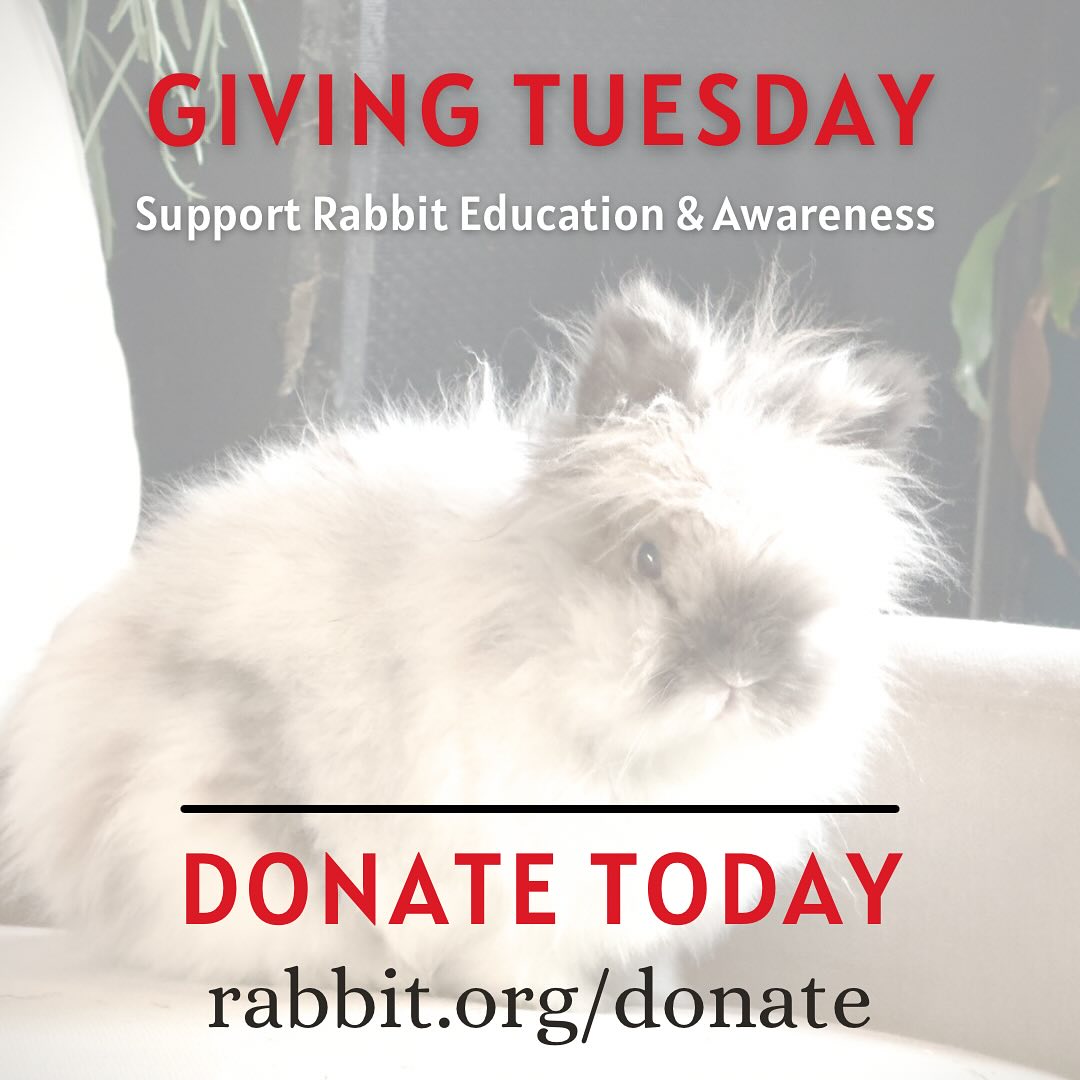 Rabbit.org - This #GivingTuesday, help us create a better future for ...