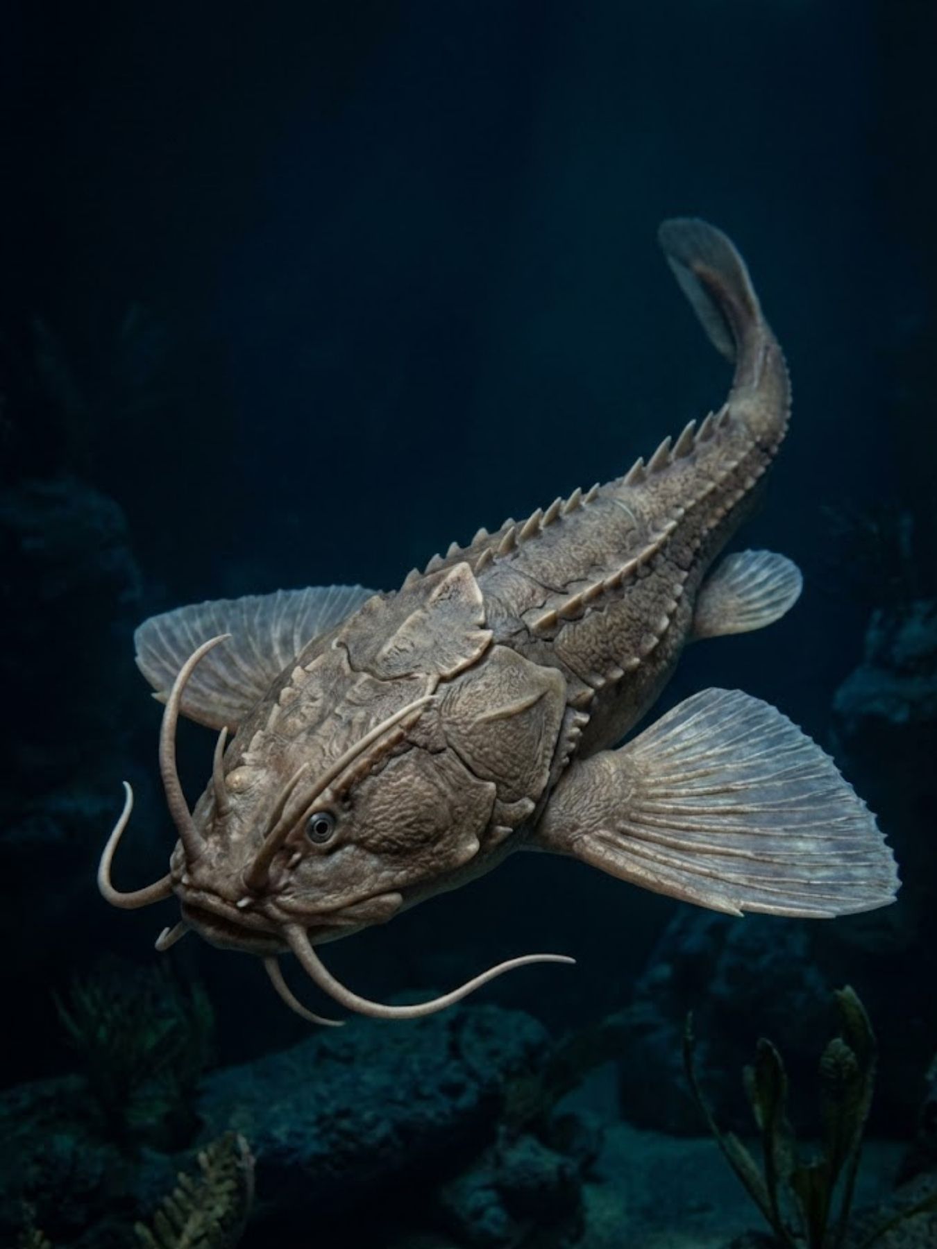 Peter - Have you ever imagined a creature so bizarre that it seemed to ...