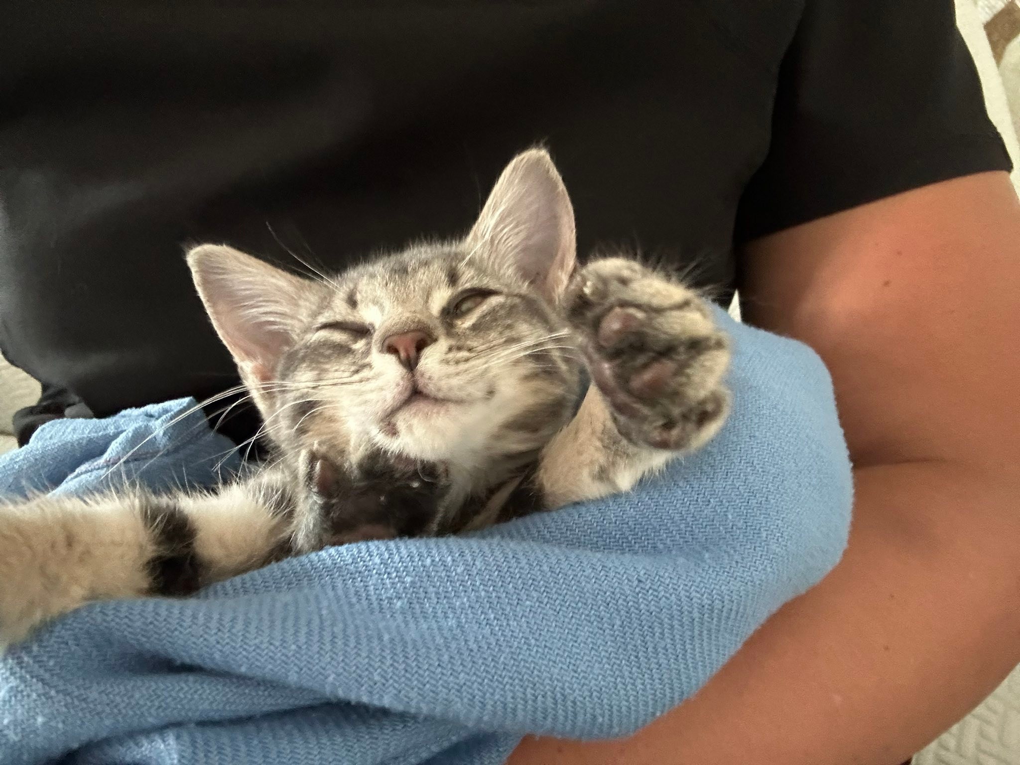 Adopt 5-week-old kitten Frisky from Tampa Bay Humane Society