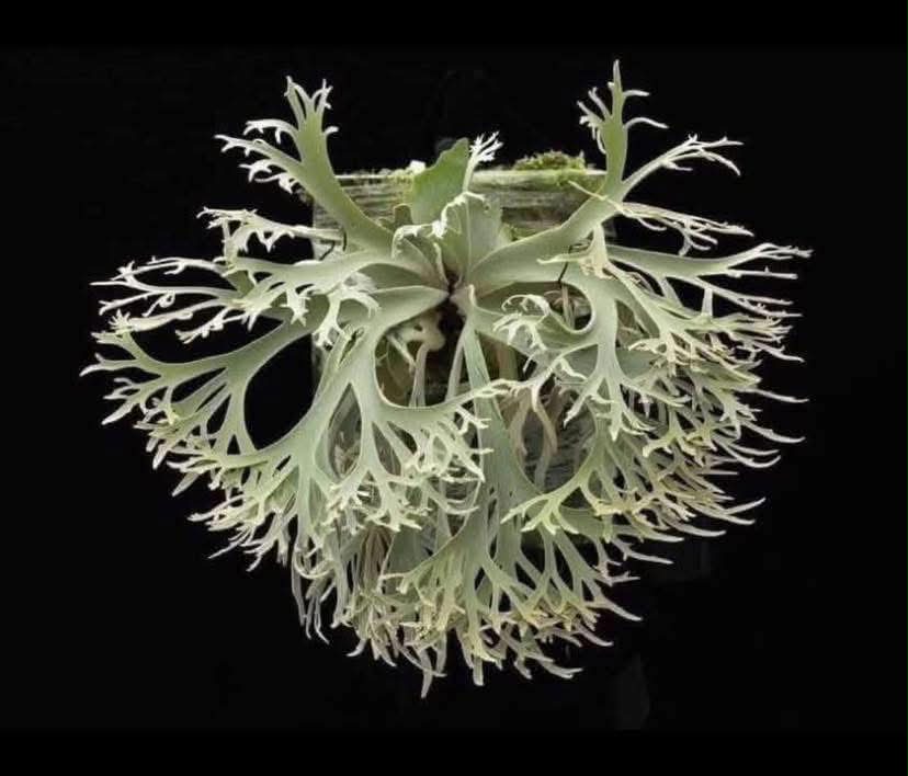 P. hillii 'Aor Chao' spore 大叔有名的深綠品種之一，當中有著名的