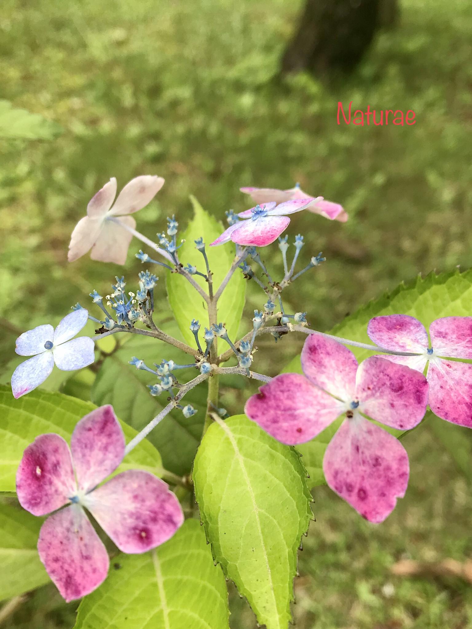 おはようございます。素敵な一日になりますように。 Good Morning 