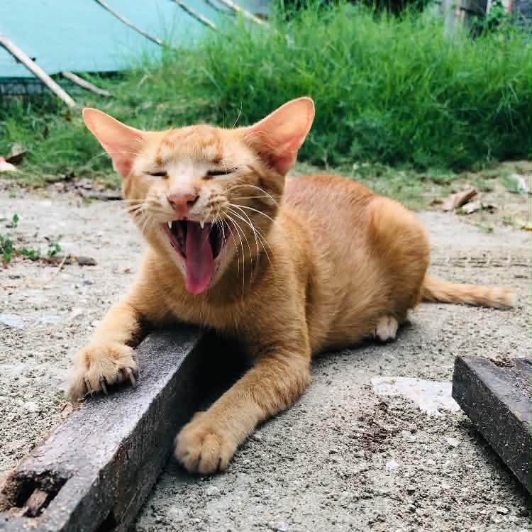 Phyu Lone (white rabbit) is always playing with the blanket | Meow Shwe Wah