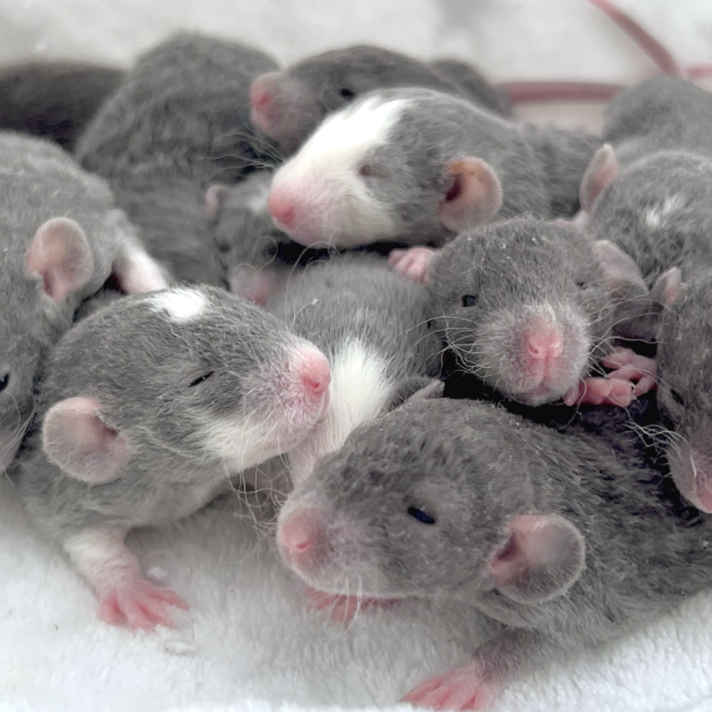 Silver - Anyone need a big dose of baby rats? Here’s a whole pile! All ...