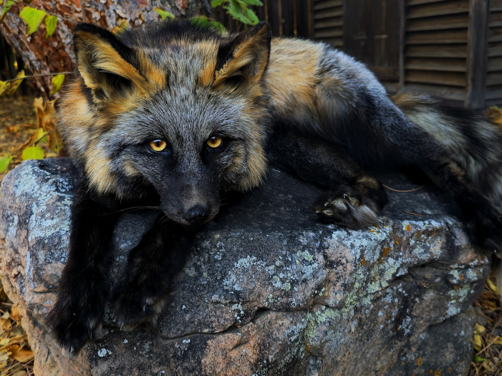 Sterling Fox Taxidermy | Loveland CO