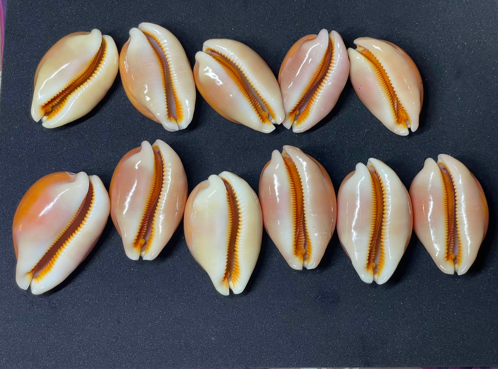 New Cypraea Lyncina lynx nella mia collezione Lyncina lynx macchie