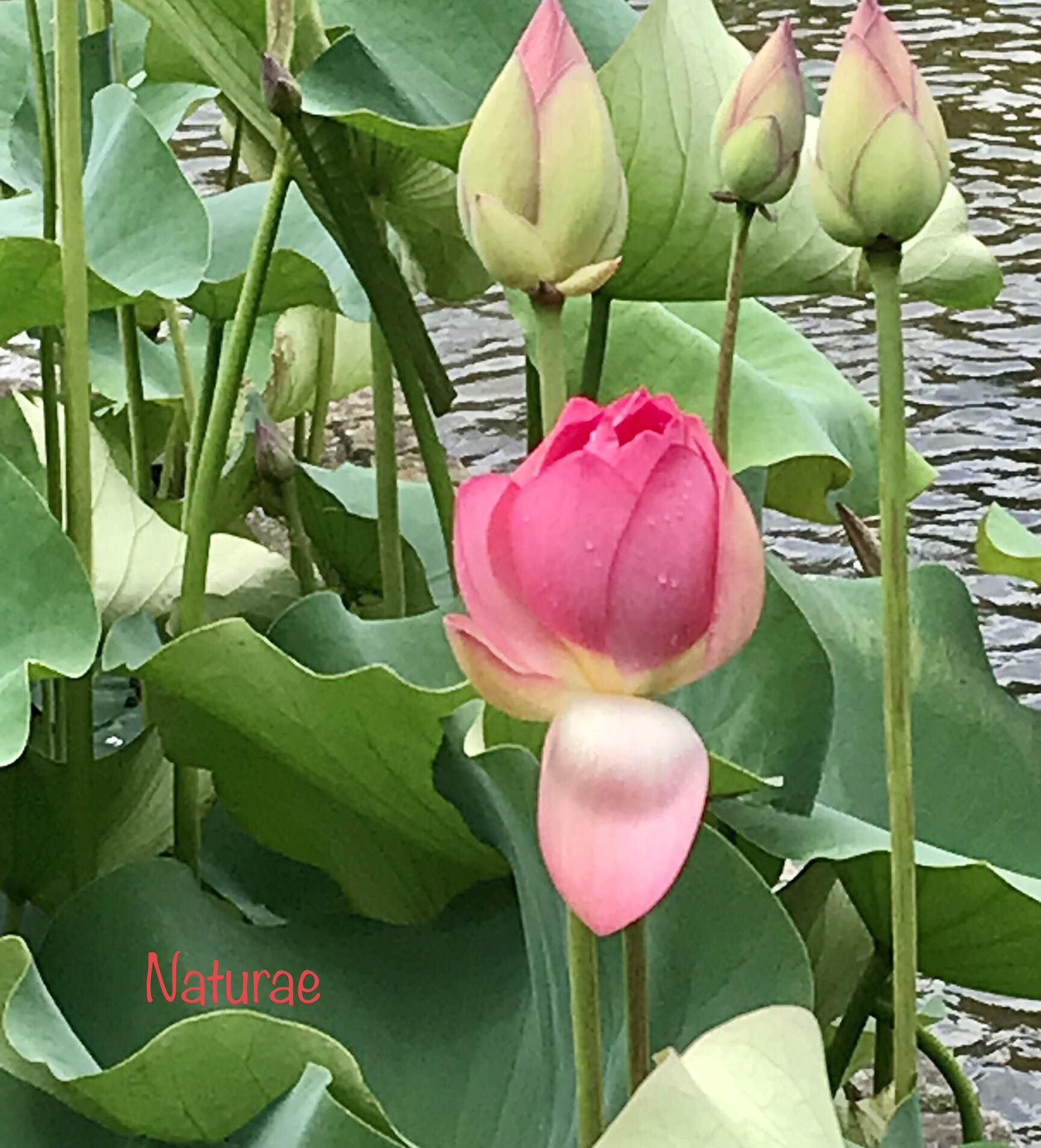 おはようございます。素敵な一日になりますように。 Good Morning 