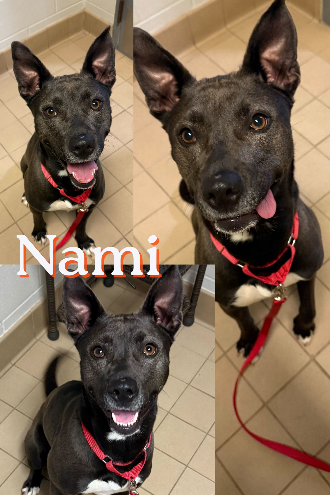 Cascades - Meet Nami, a beautiful 1-year-old Pittie/Lab mix with a ...