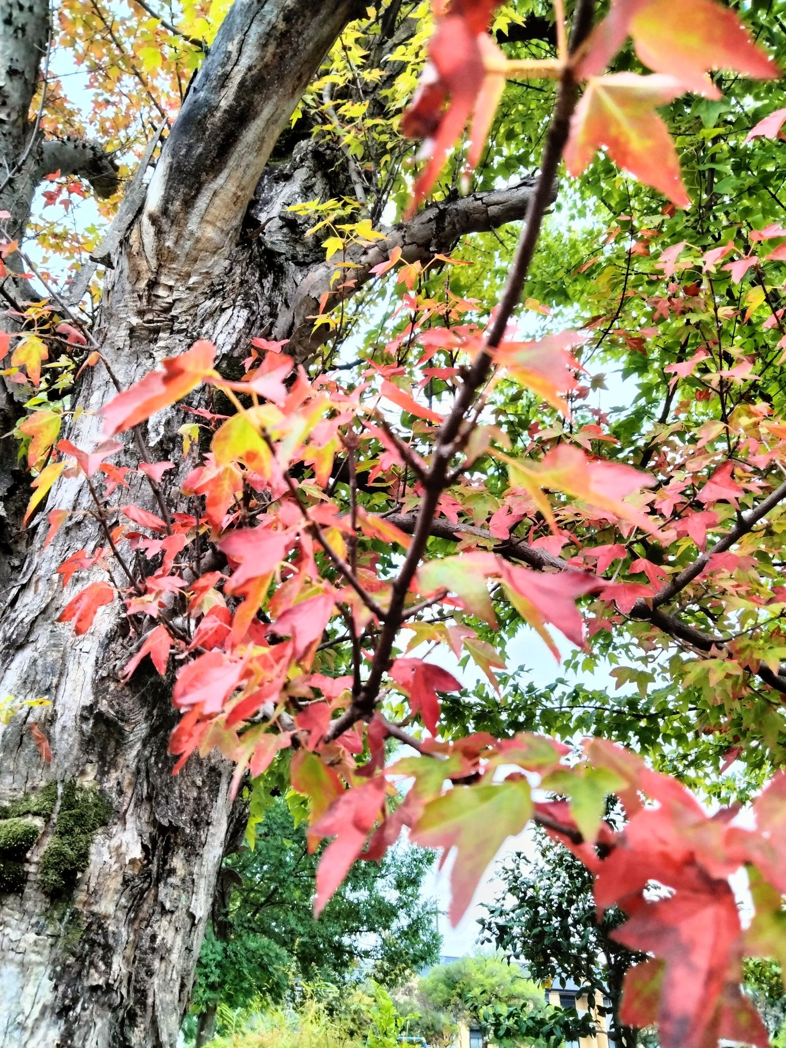 もみじ❤️枫葉❤️成長した姿 これは紅葉葉楓（モミジバフウ）? もう色づいてる🍁