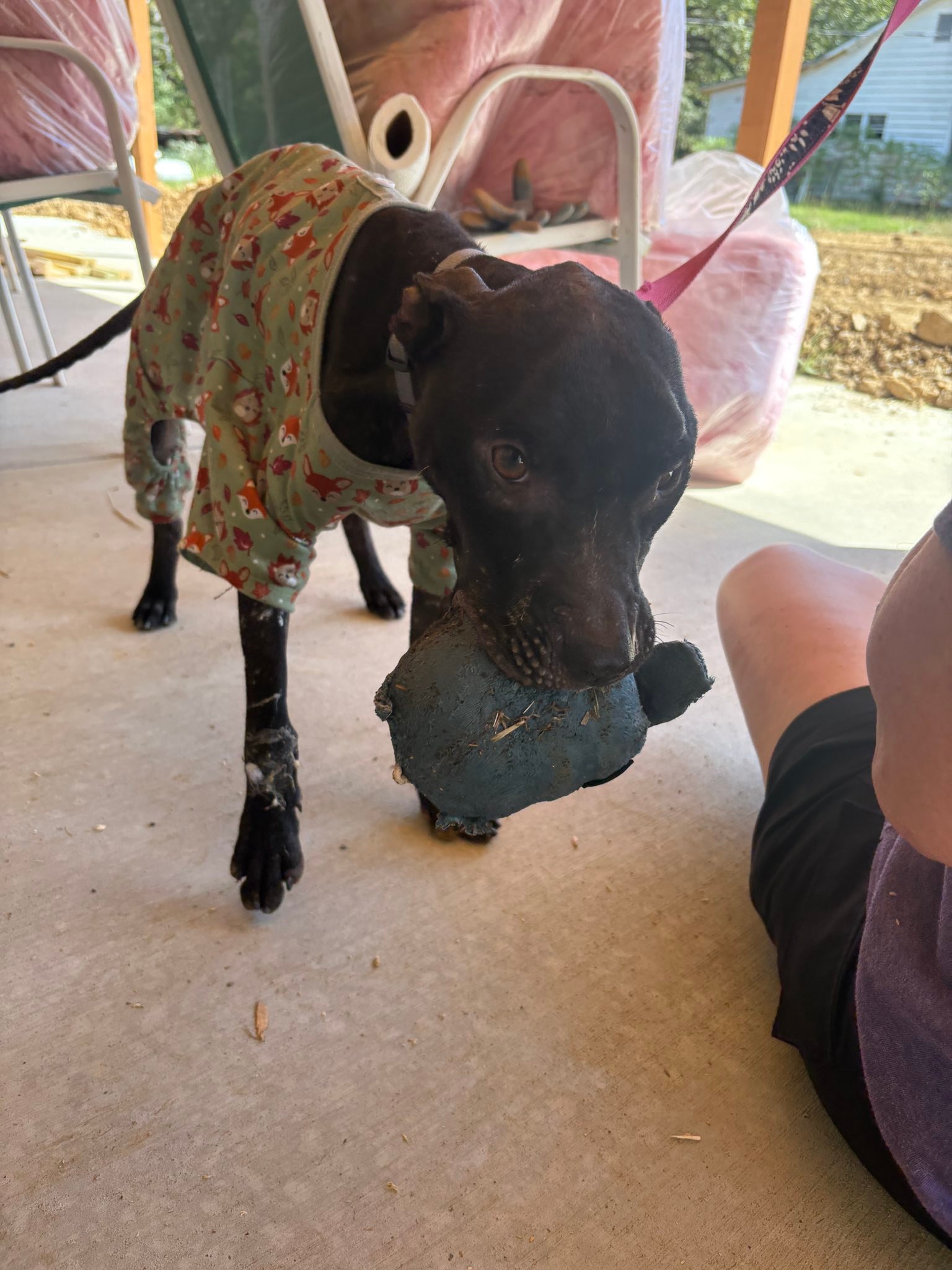 Jak's Second Chance... - Jak's Second Chance Rescue Ranch