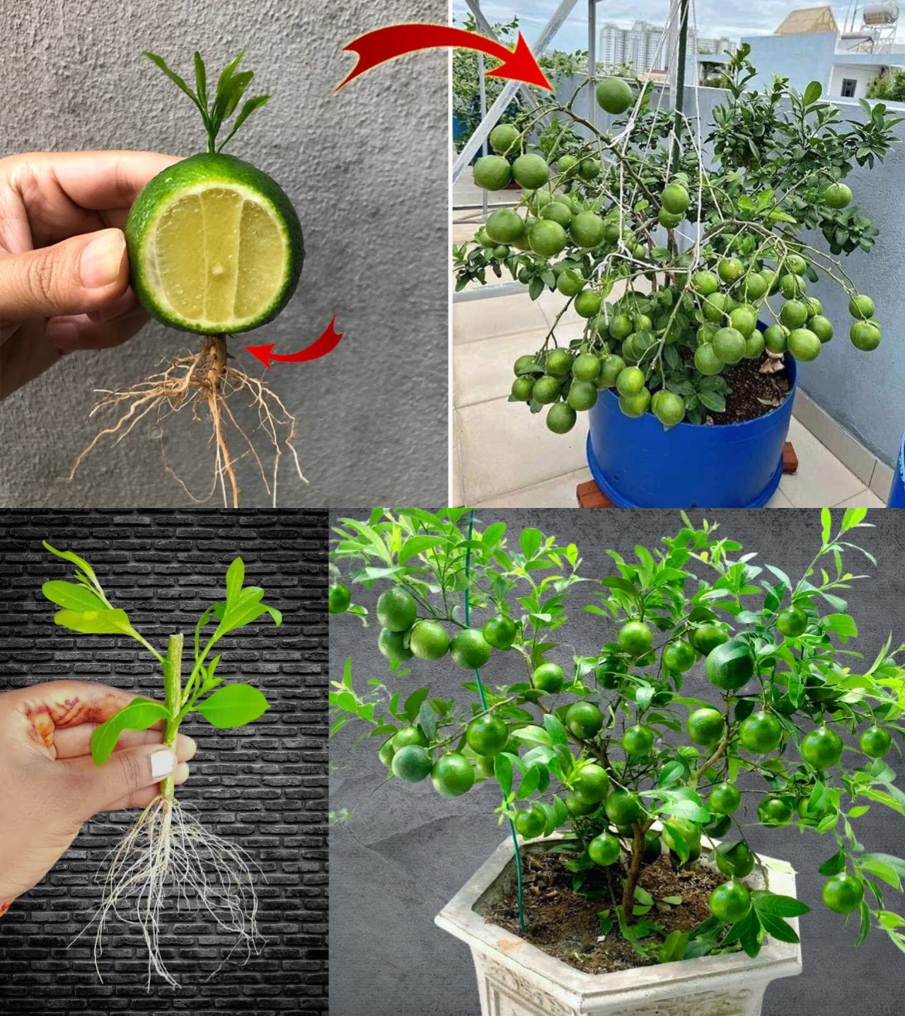 10 Garden Tips - Growing Lemon Trees in Cups: A Fresh and...