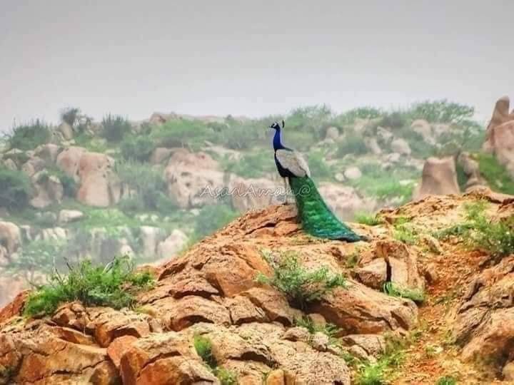 Tajal Bewas تاجل بيوس