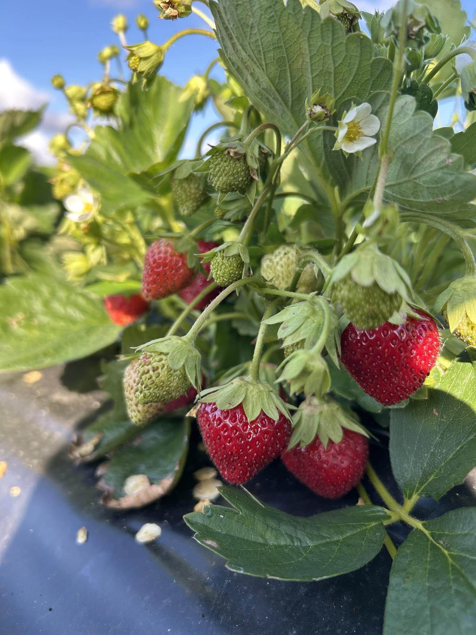 les-cette-semaine-belle-cueillette-de-fraises-bio-dans-nos-champs