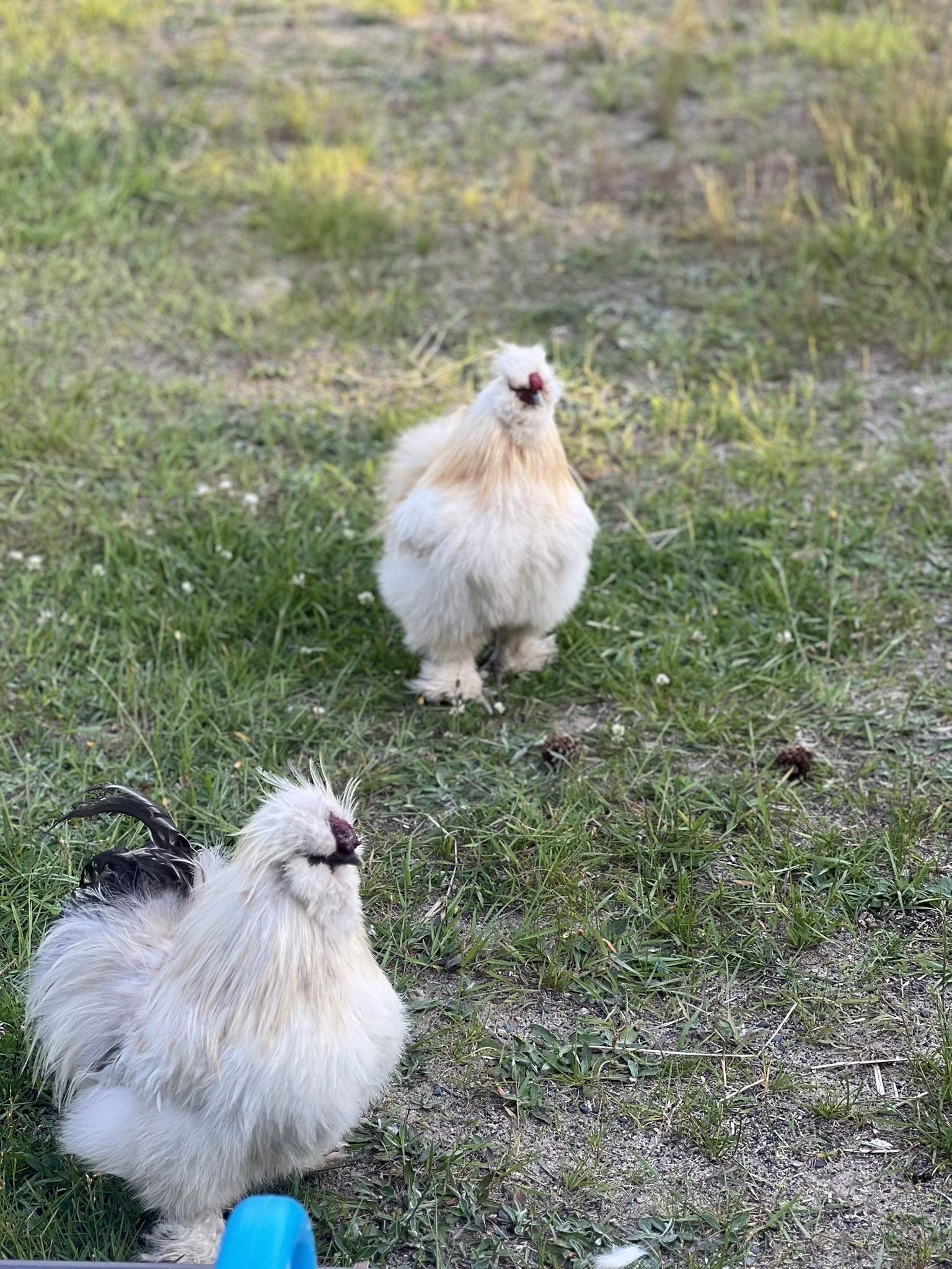 BINOO the Chicken
