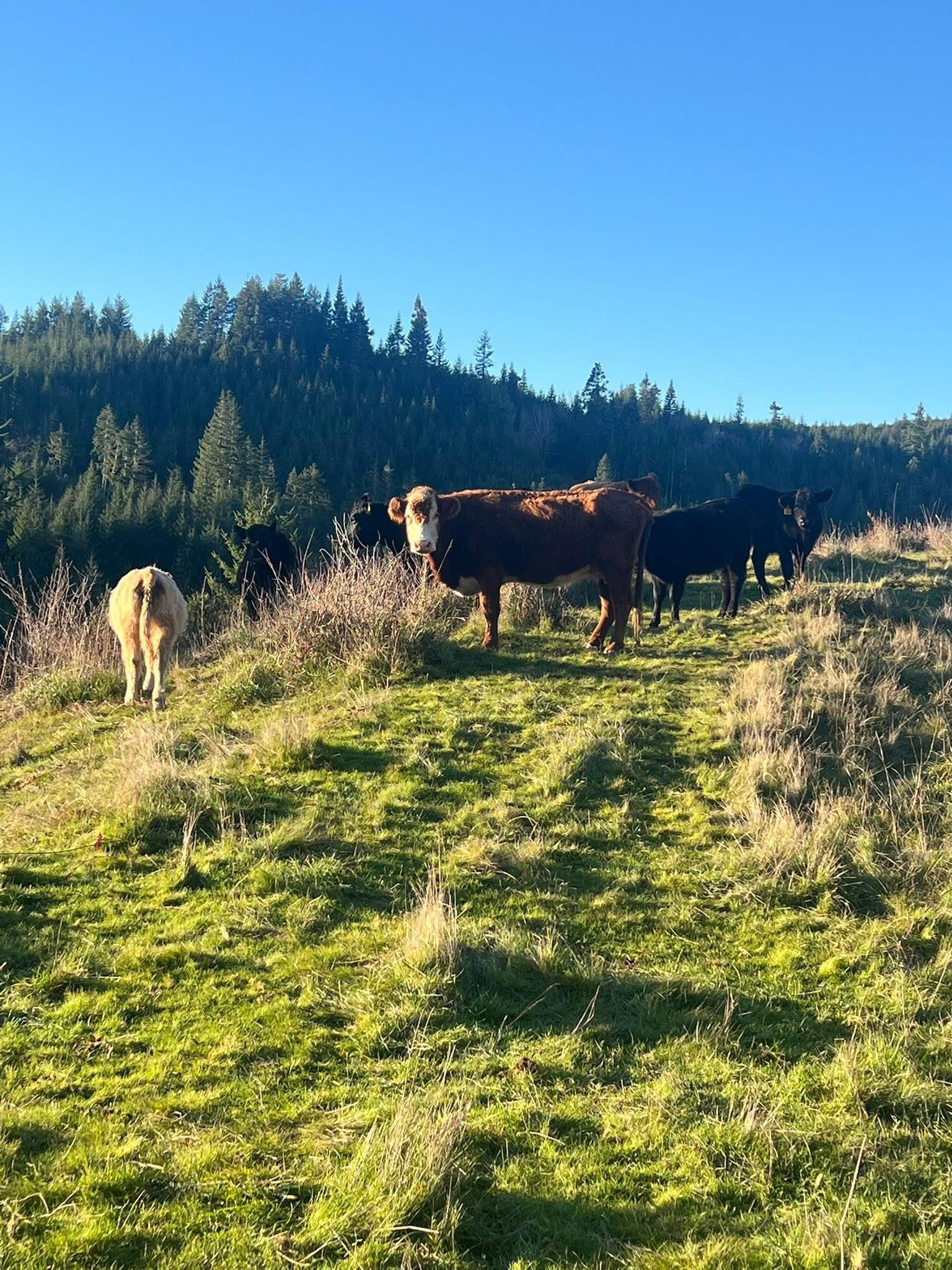 J&A Vermillion Ranch | Myrtle Point OR