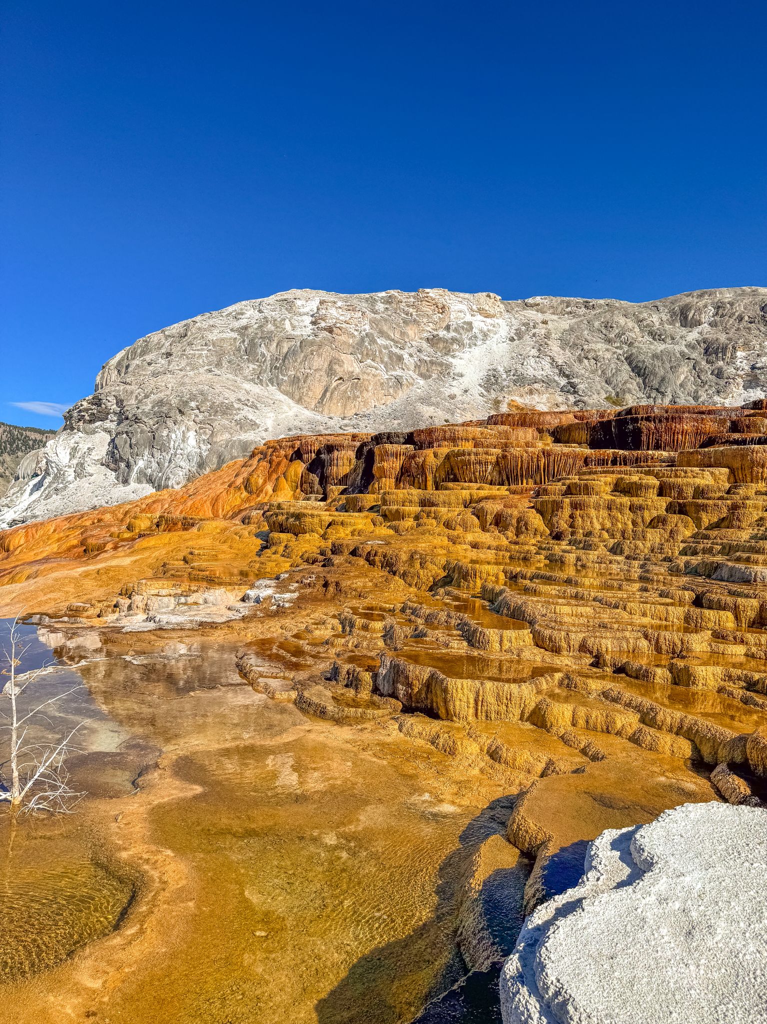 Explore - Mammoth Hot Springs in Yellowstone National Park 📍 For More ...