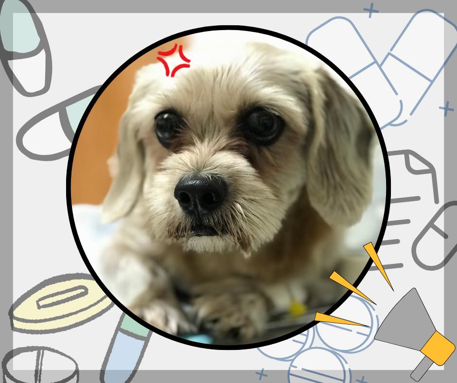 Photo inspiration: Acetaminophen Overdose In Pets Reference: Serbisyo Did You Know That Paracetamol When Ingested By Pets