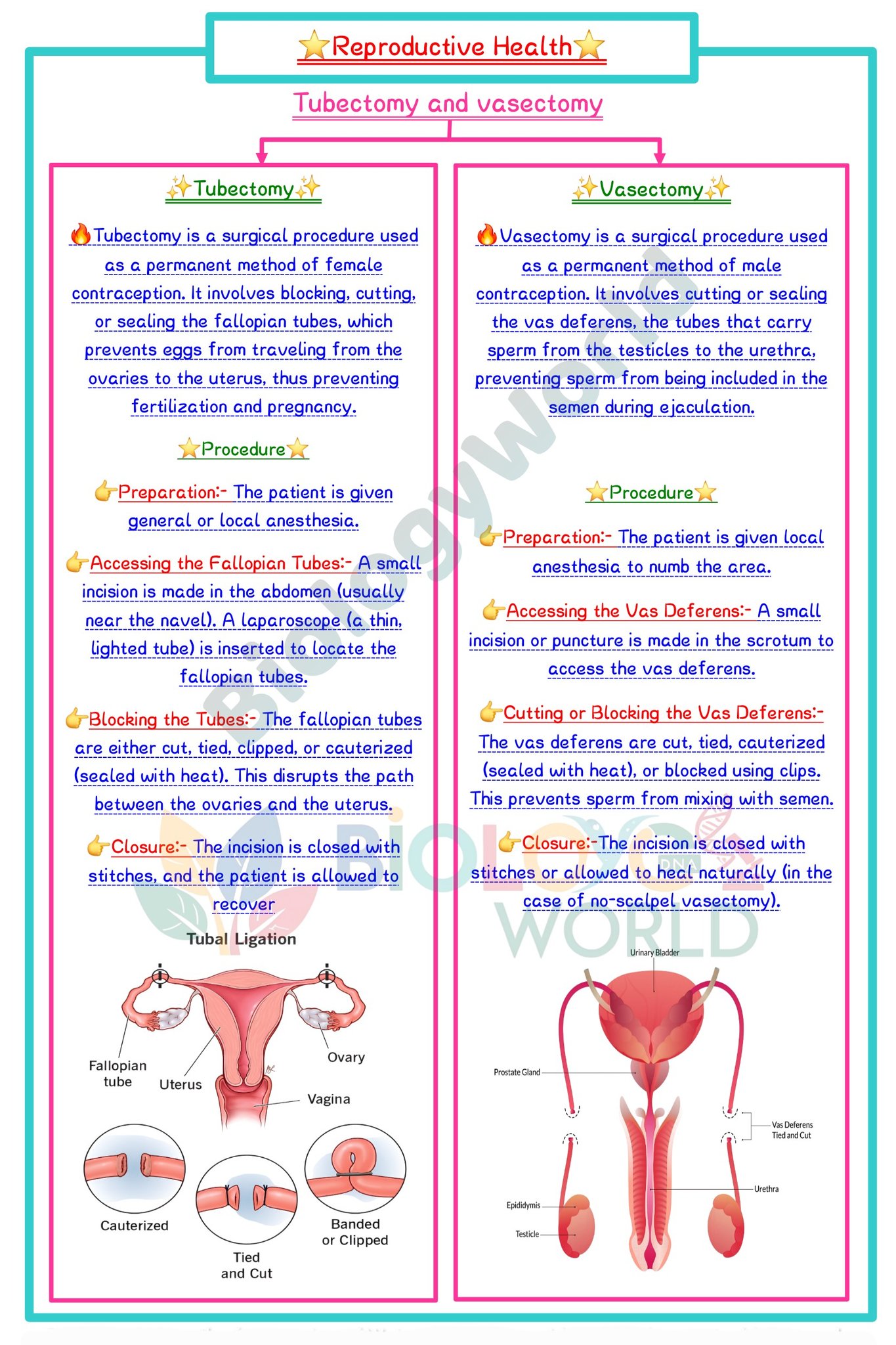 Human Anatomy Group | 