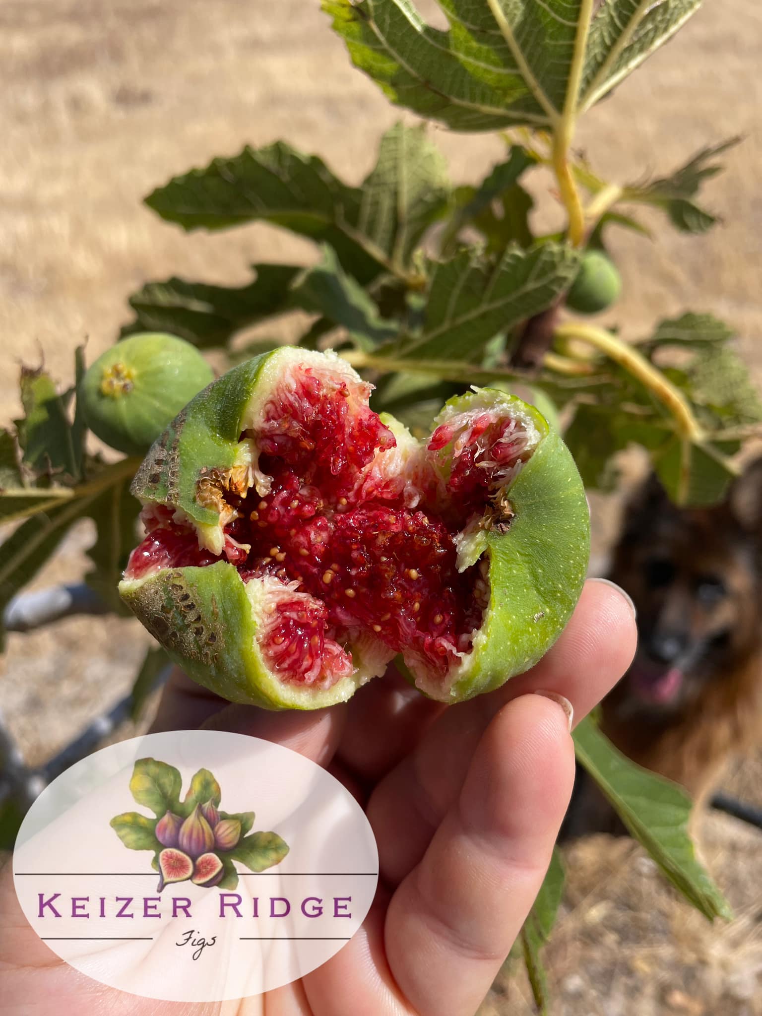 Can white Genoa fig trees thrive in Phoenix, AZ?