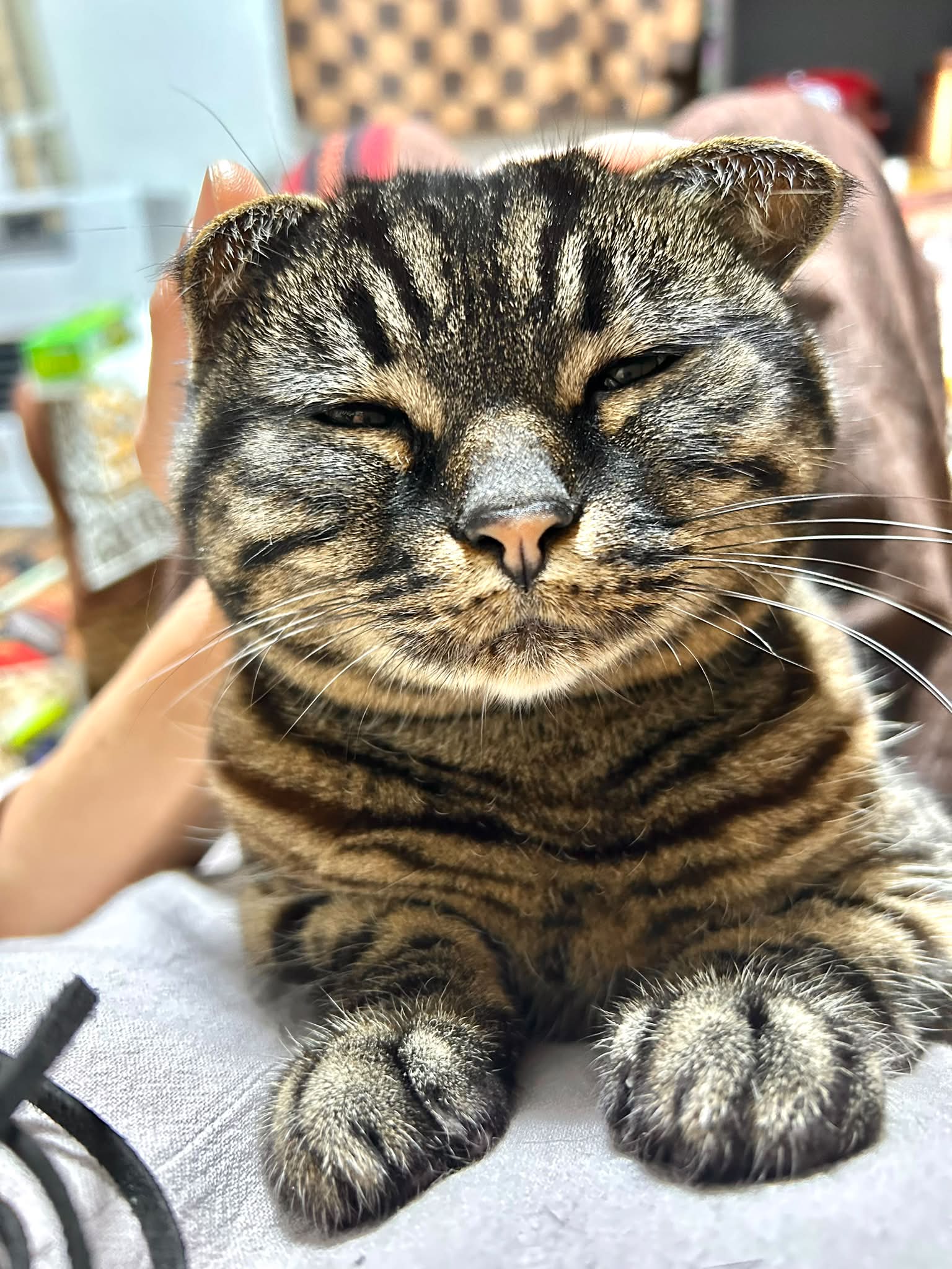 にゃん助さん