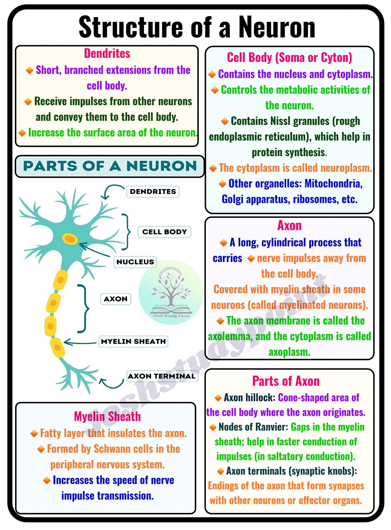 Josh - Structure of Neuron Study Notes Dendrite to Axon — the complete ...