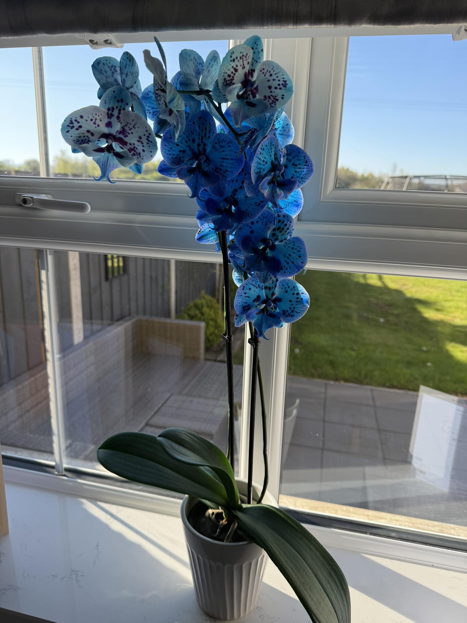 洋楽 ORCHIDS What Will We Do Next 7inch Nearly 7 weeks we have had this orchid now and it's doing amazing
