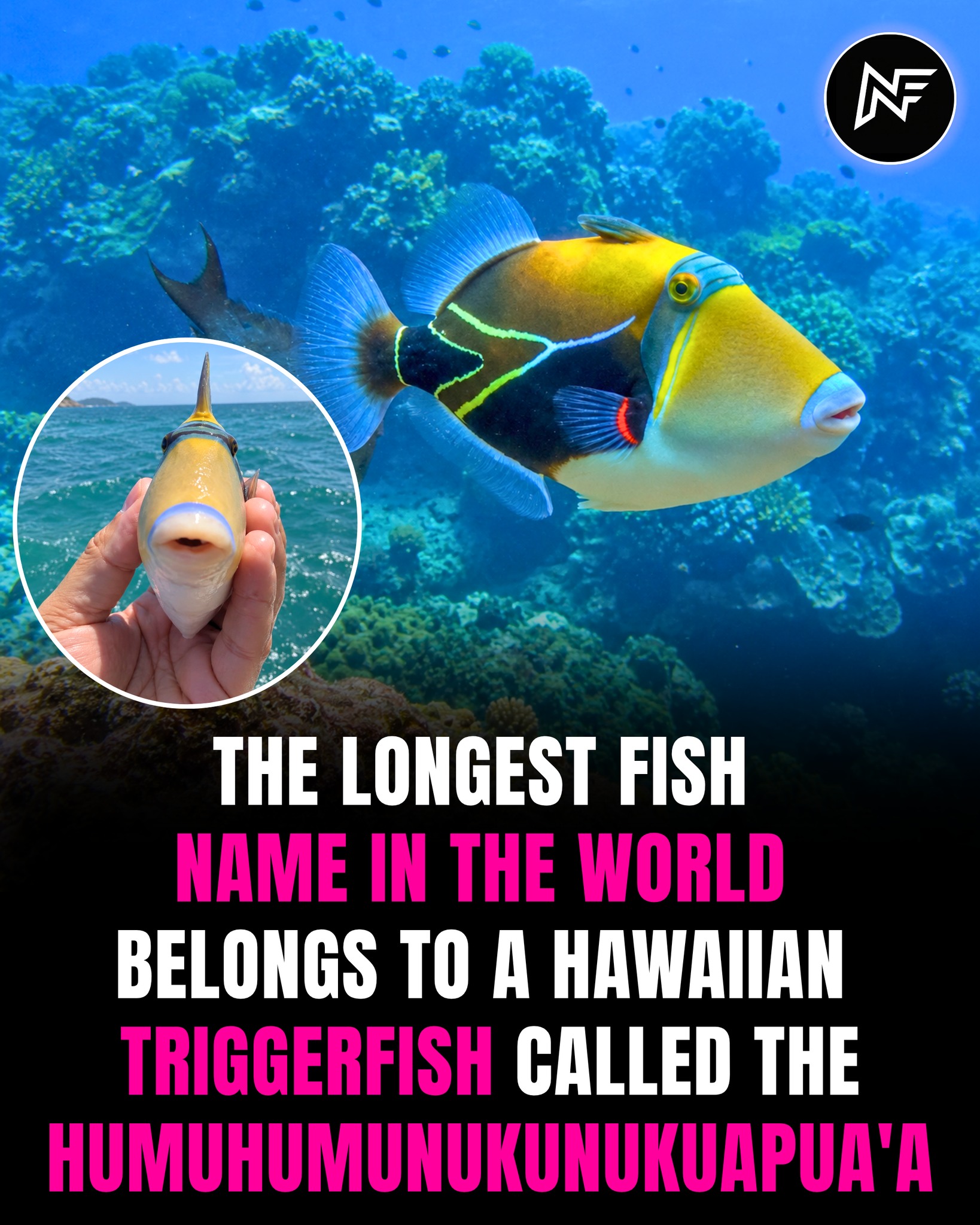 The state fish of Hawaii is the Humuhumunukunukuapua'a, also known