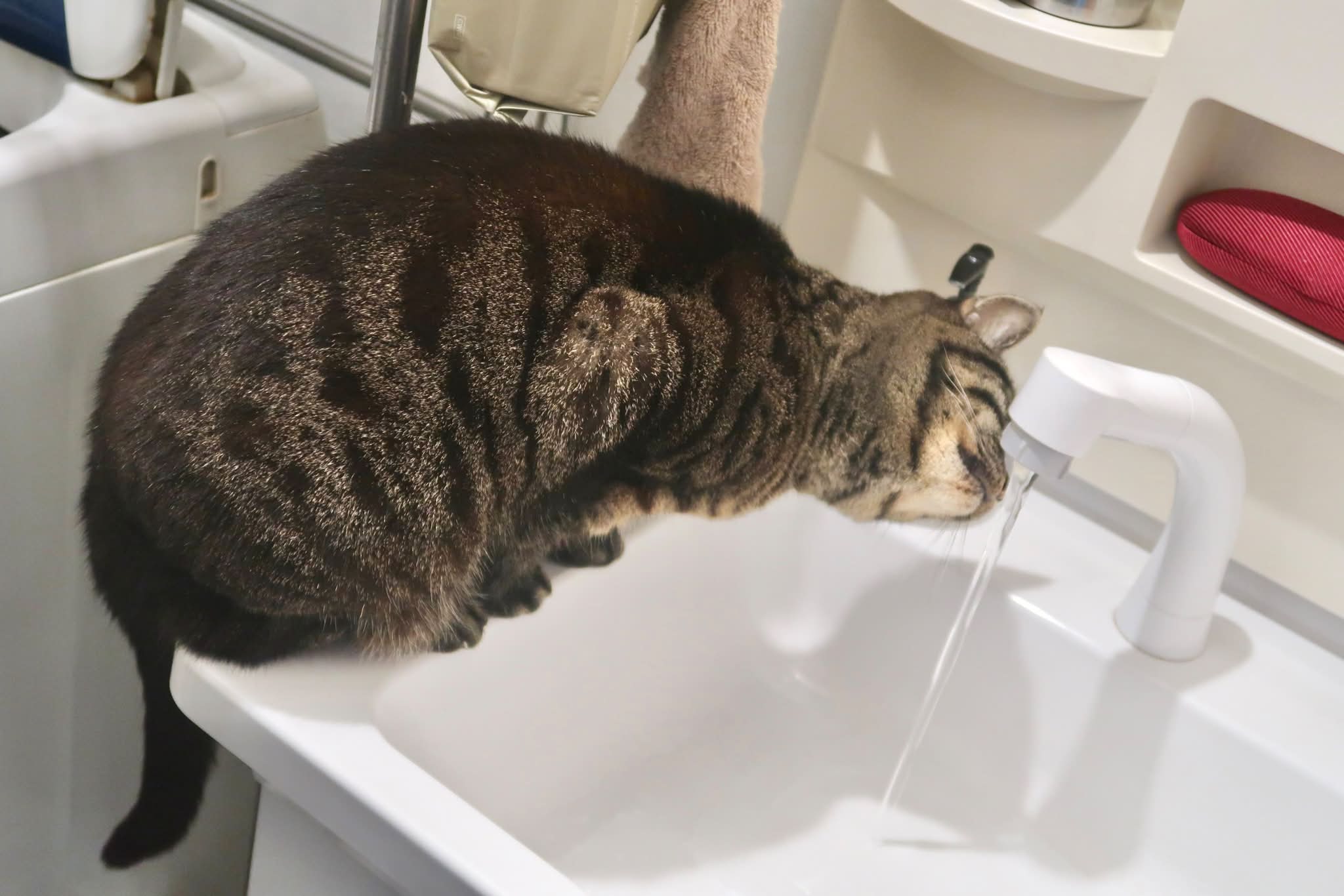 にゃん助さん