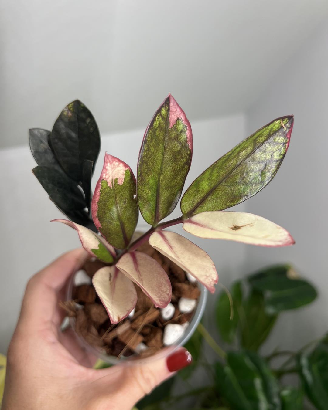 Introduction to zz pink raven variegated collection