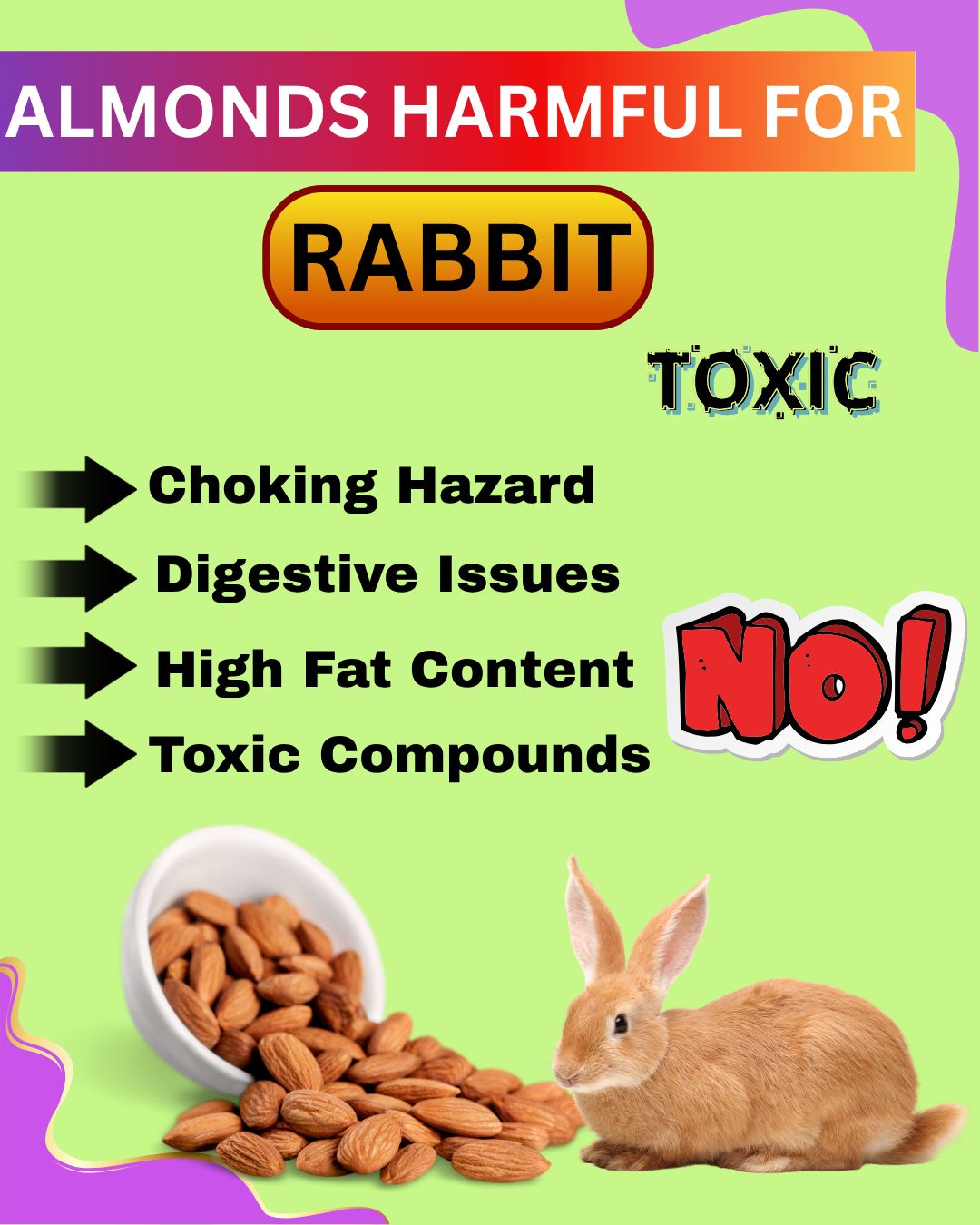 Bunny Nose Rub | 🥜Can Rabbits Eat Almonds | Facebook