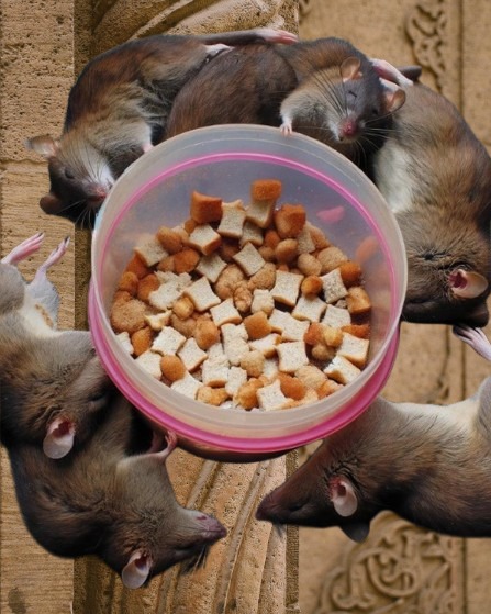 Grandma's recipes - 🐹How to eliminate rats and cockroaches in one go ...