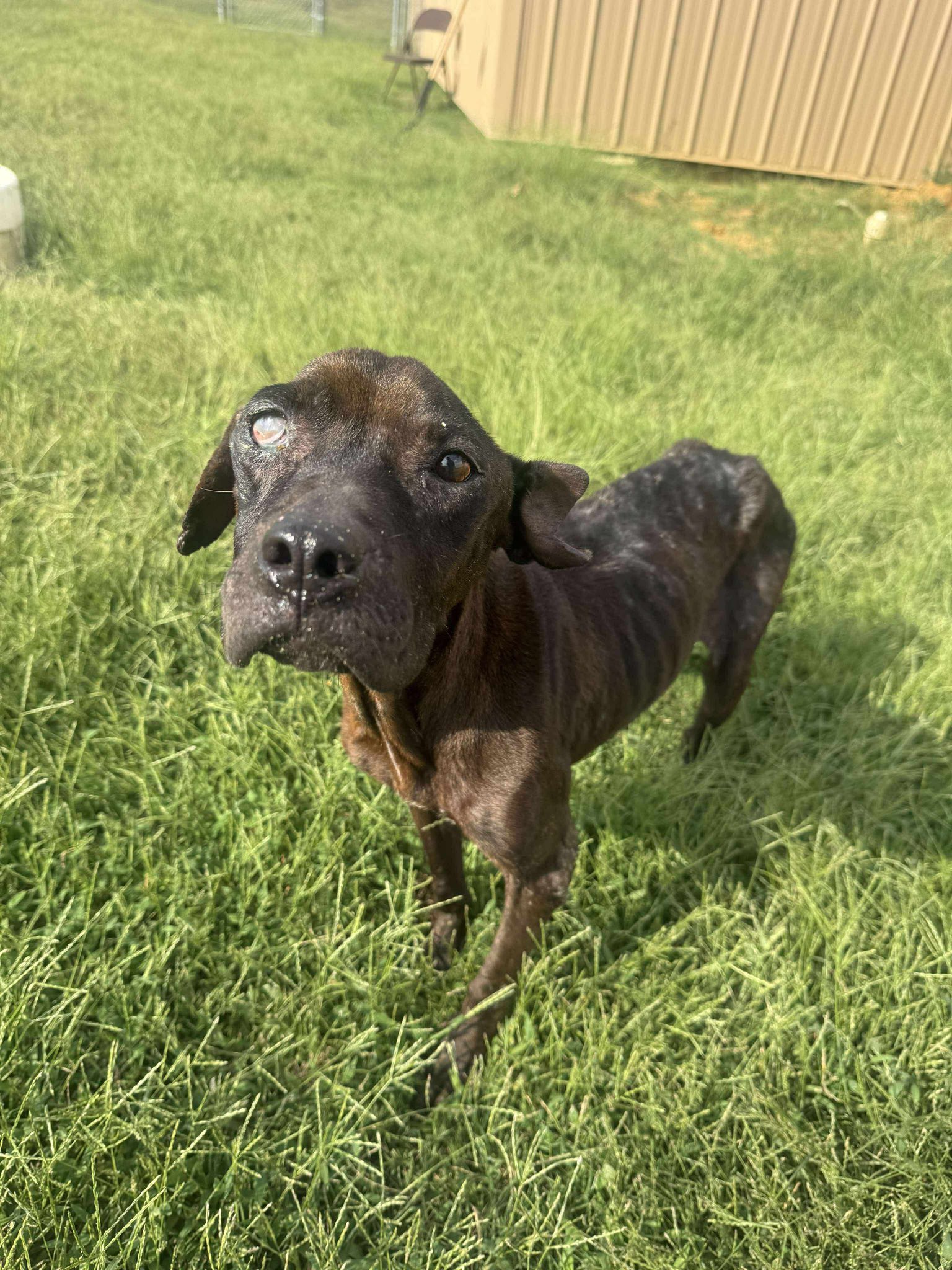 Jak's Second Chance... - Jak's Second Chance Rescue Ranch