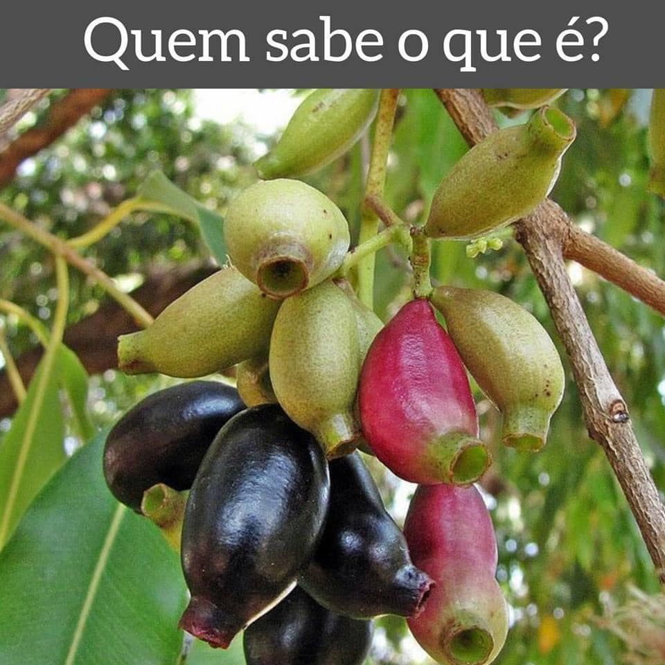 Moça da roça uai added a new photo. - Moça da roça uai