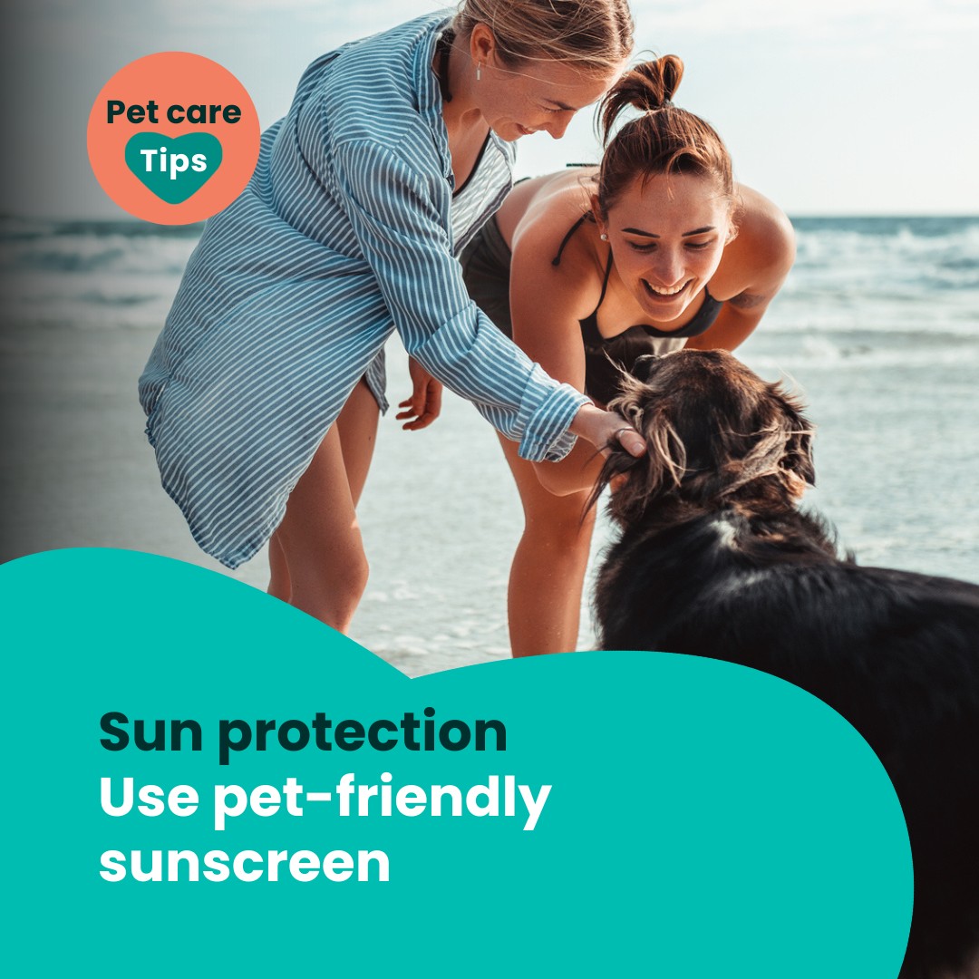 Best for Pet